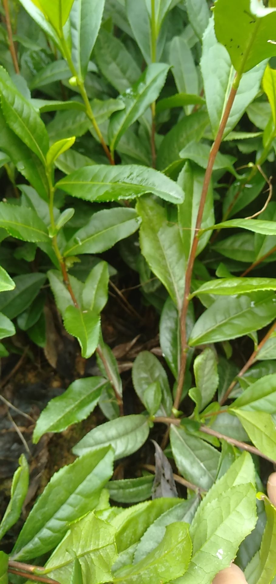 奶白茶树苗 安吉白茶苗
