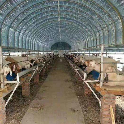 养殖大棚全套鸡舍保温养鸡场大棚骨架钢管鸭猪鹅设备鸡棚搭建户