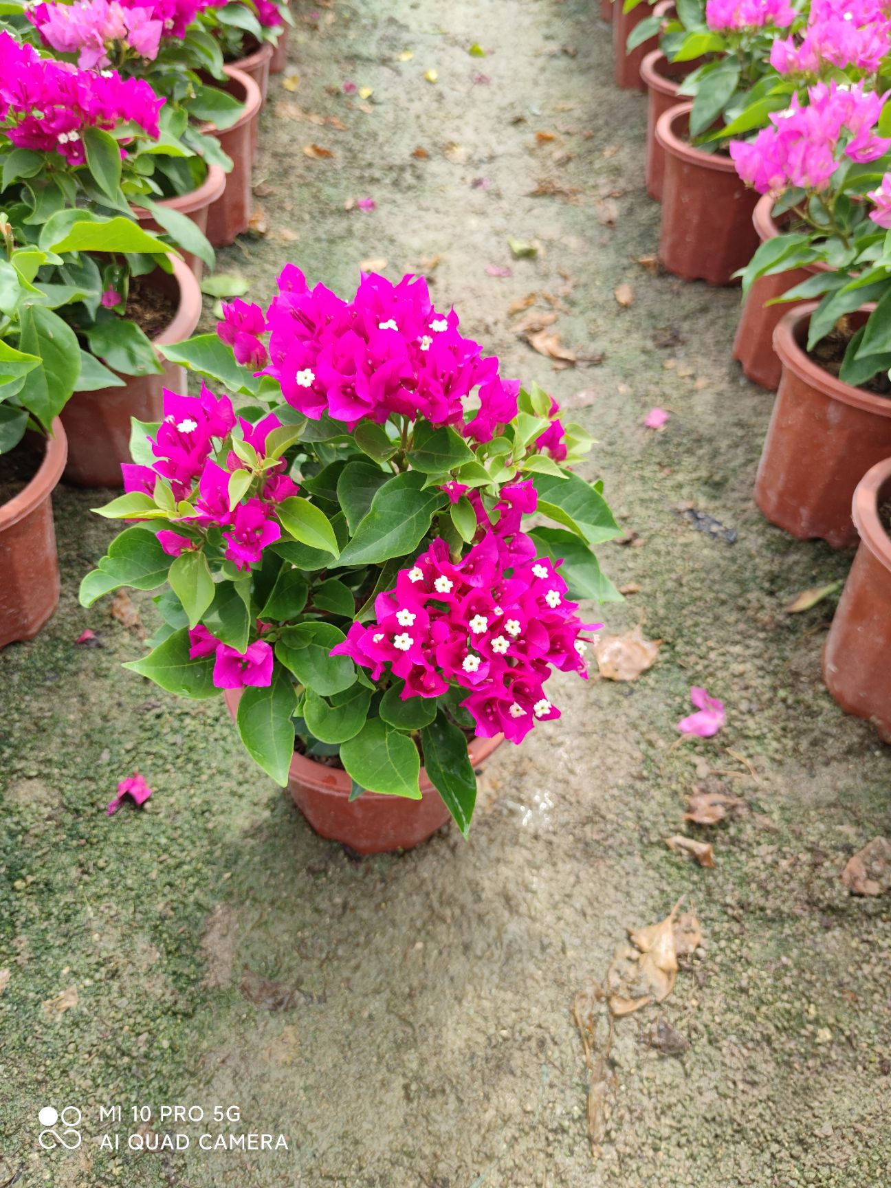 塔类三角梅菲菲娜比芭