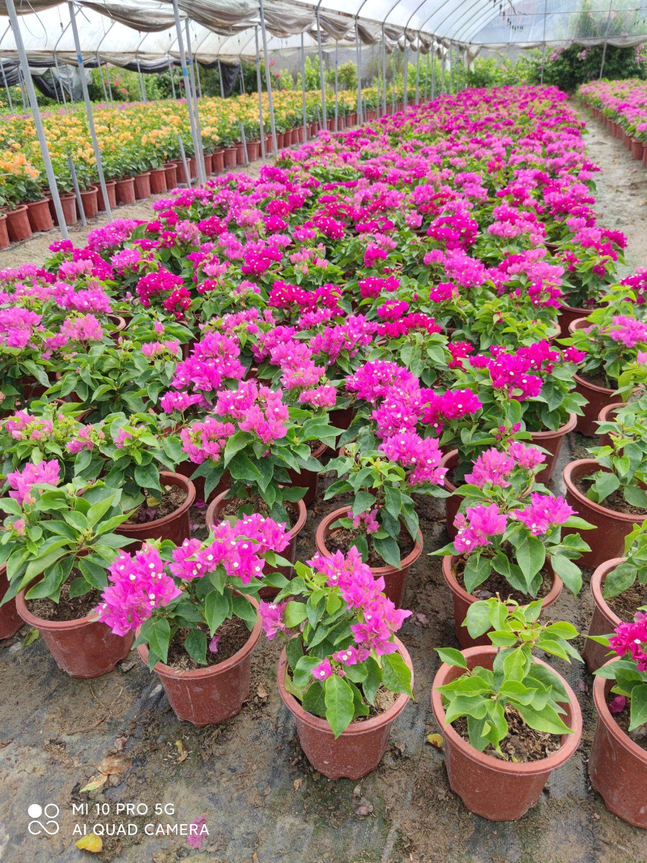 塔类三角梅菲菲娜比芭