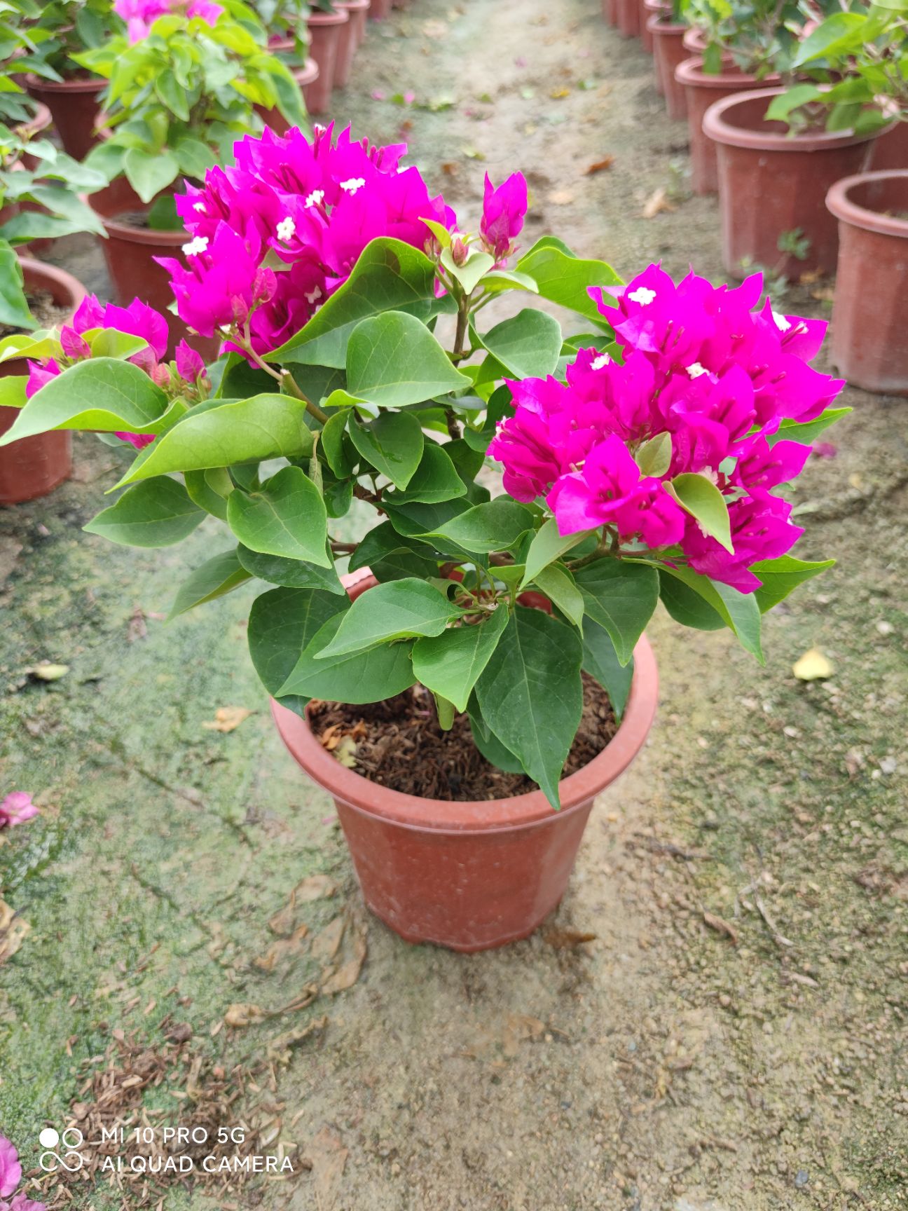 塔类三角梅菲菲娜比芭