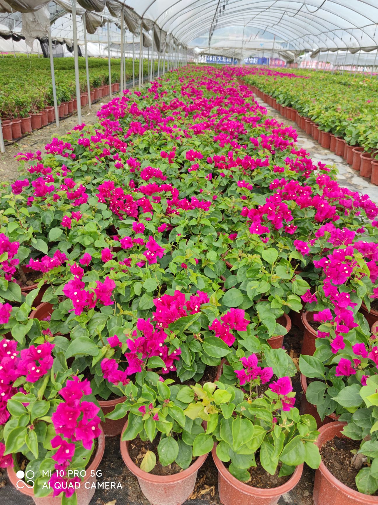 塔类三角梅菲菲娜比芭