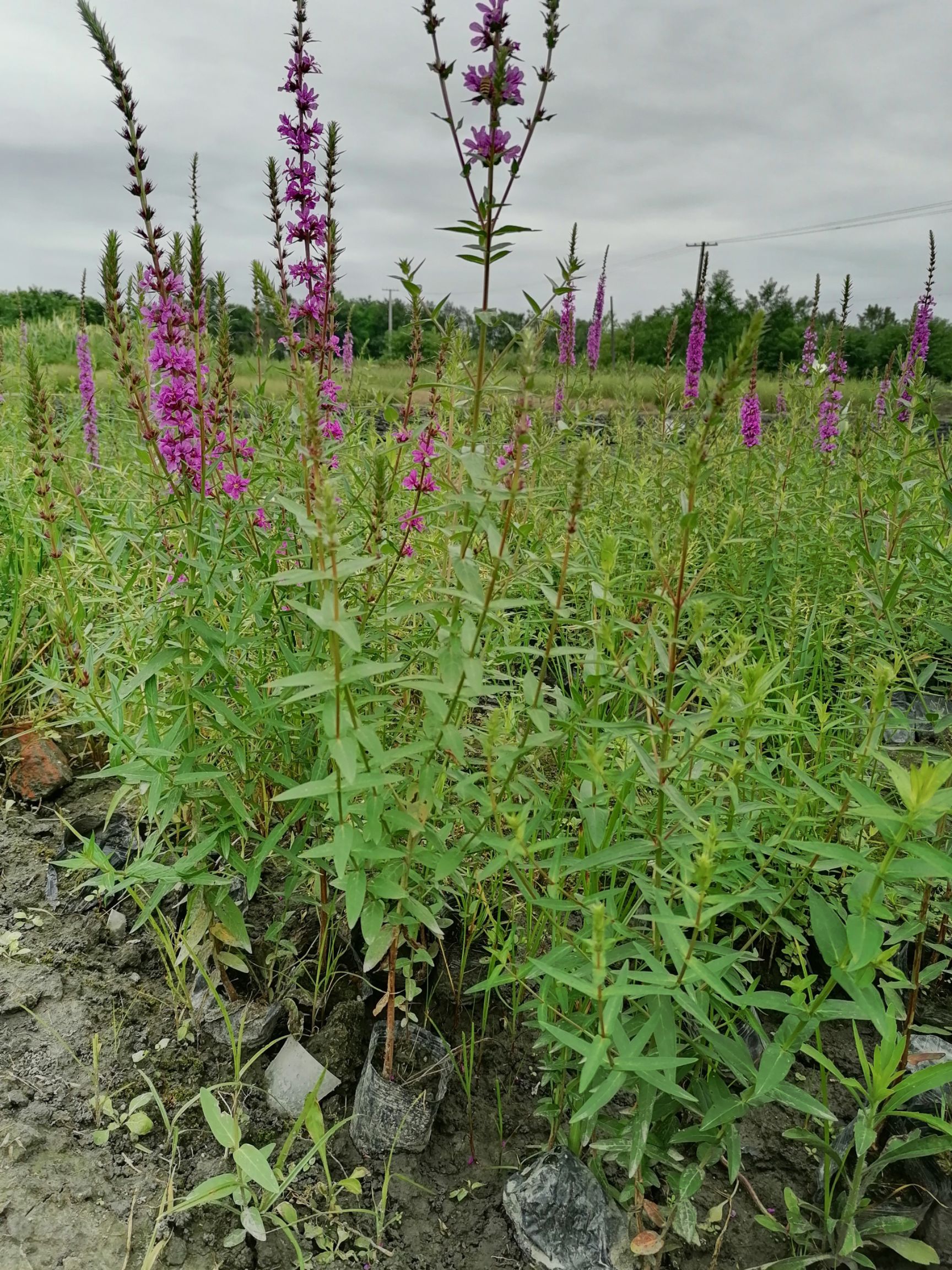 千屈菜基地直销杯苗视频看货保质保量