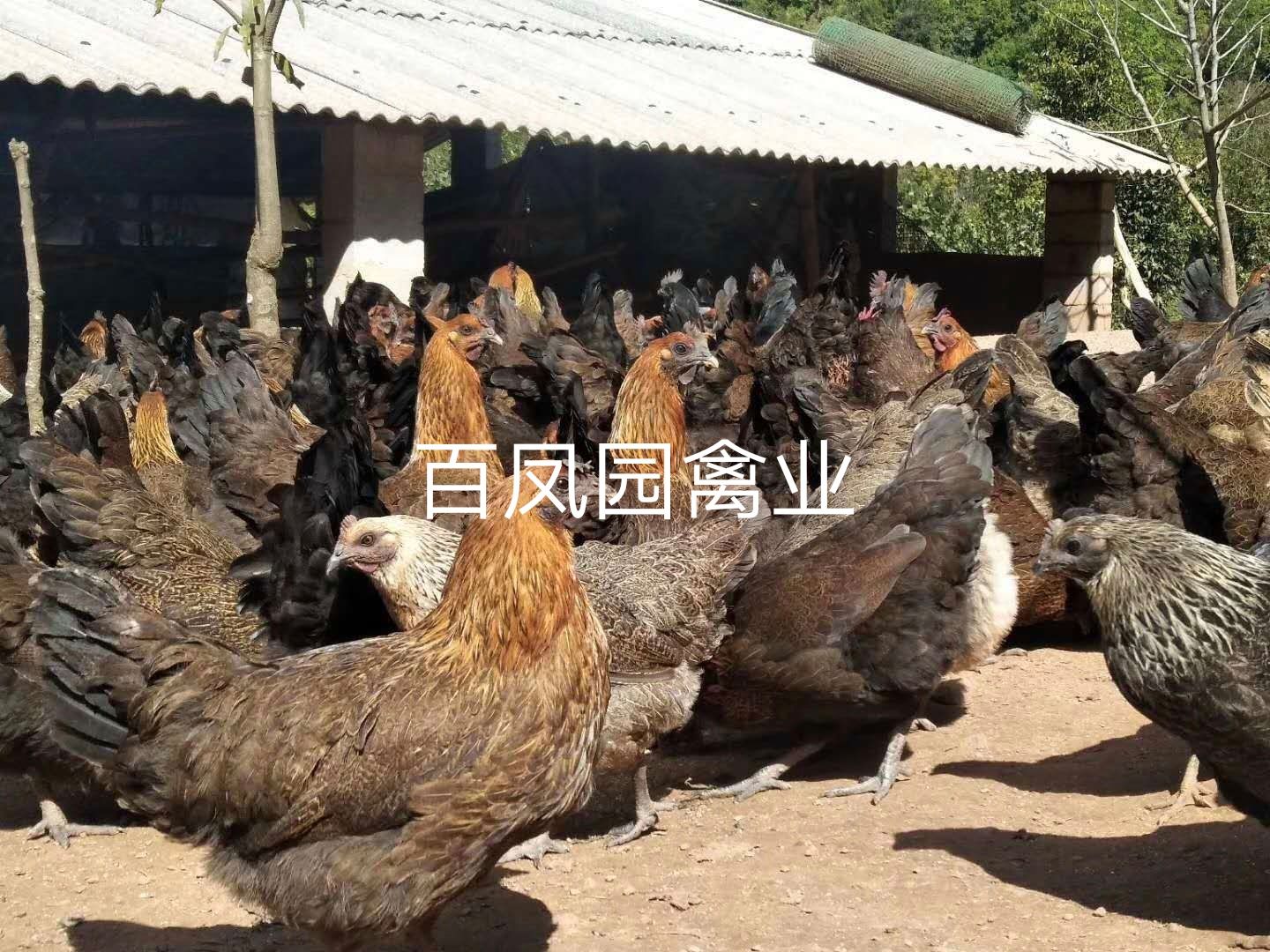 [土鸡苗批发] 云南无量山黑肉土鸡 鸡苗脱温苗价格15