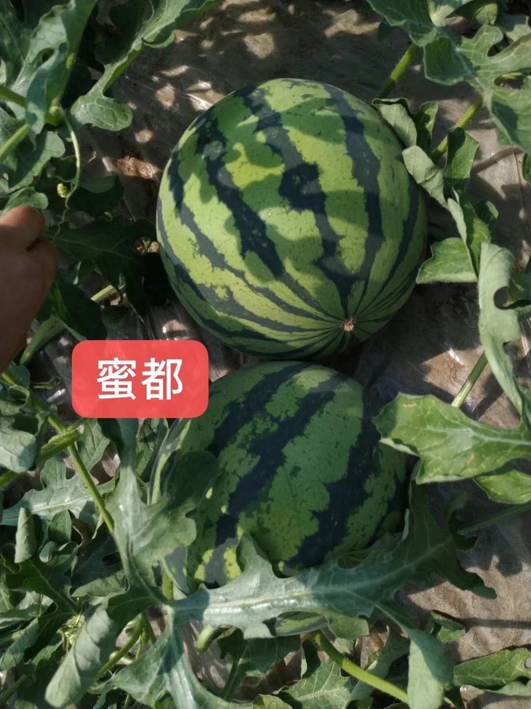 西瓜种子 美都系列蜜都,秀都种子,抗病强,品质好,肉质松脆,火爆品种!