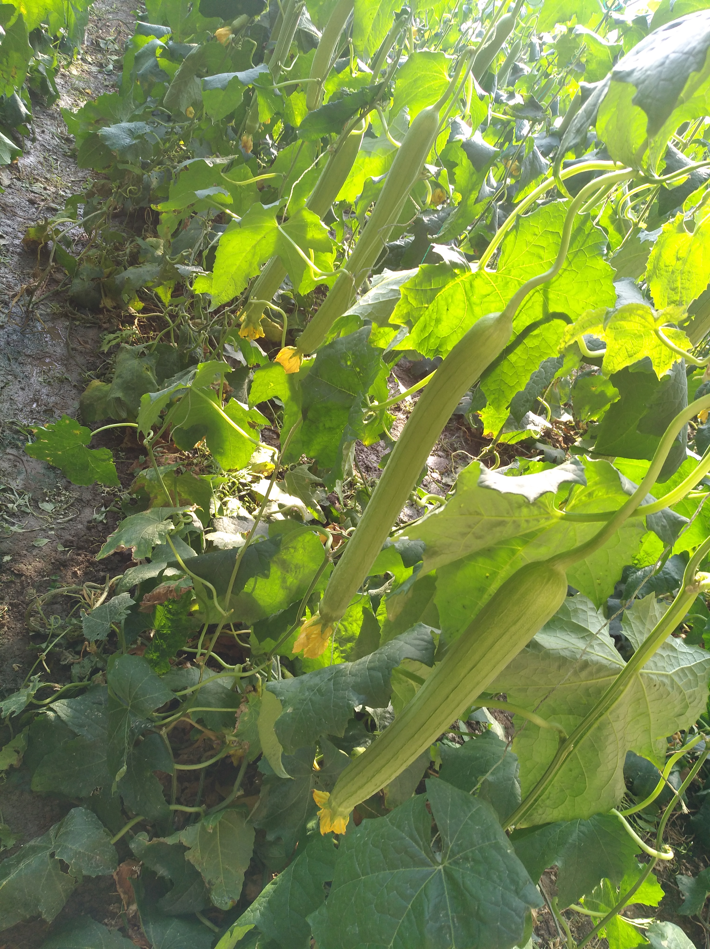 鲜花丝瓜 40cm以上