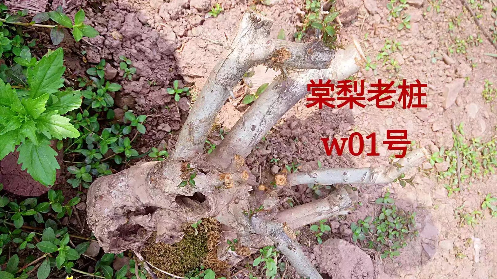 商品详情 亲们,此宝贝为野生棠梨小桩,包活 ,适合做绿植盆栽,花卉