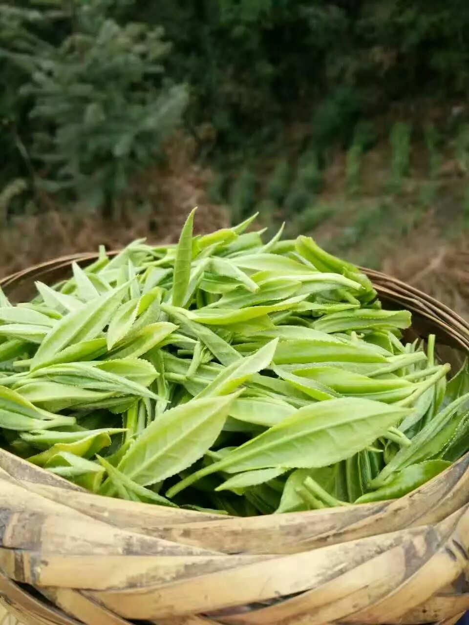 [黄金茶批发]湘西保靖黄金茶 散装 特级 价格680元/斤