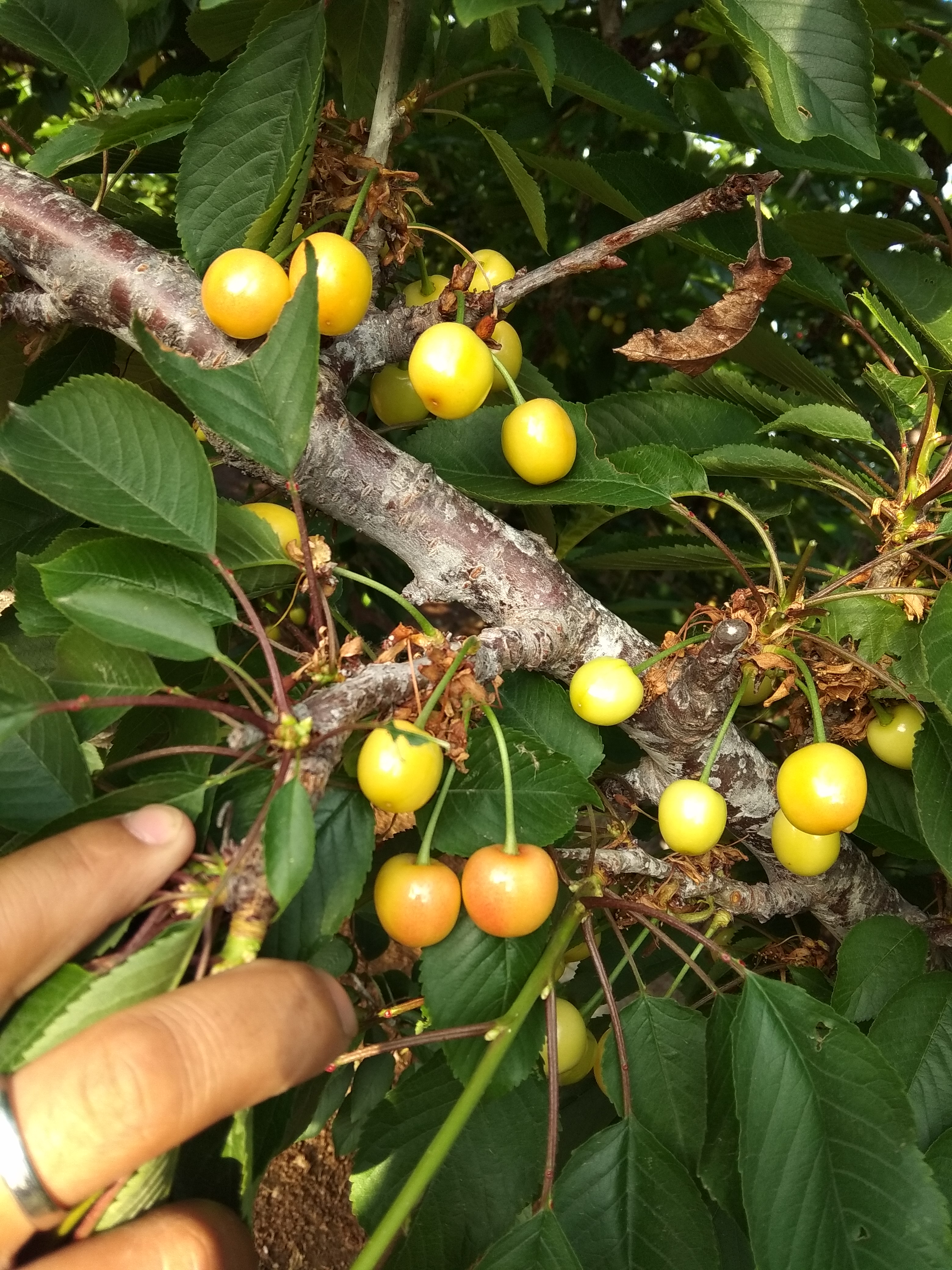 黄蜜樱桃 20mm以上 18-20g