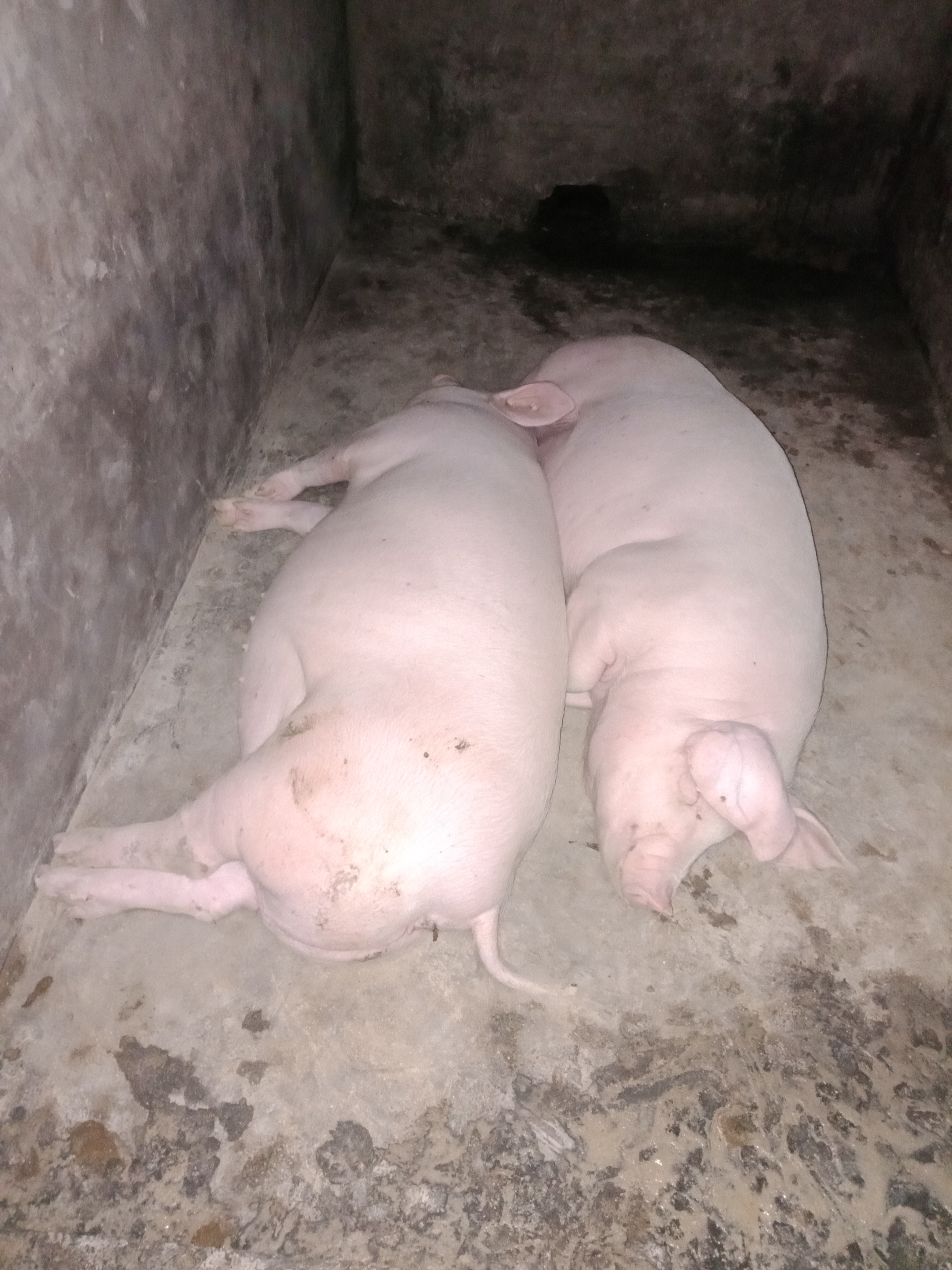 土白猪 200-300斤