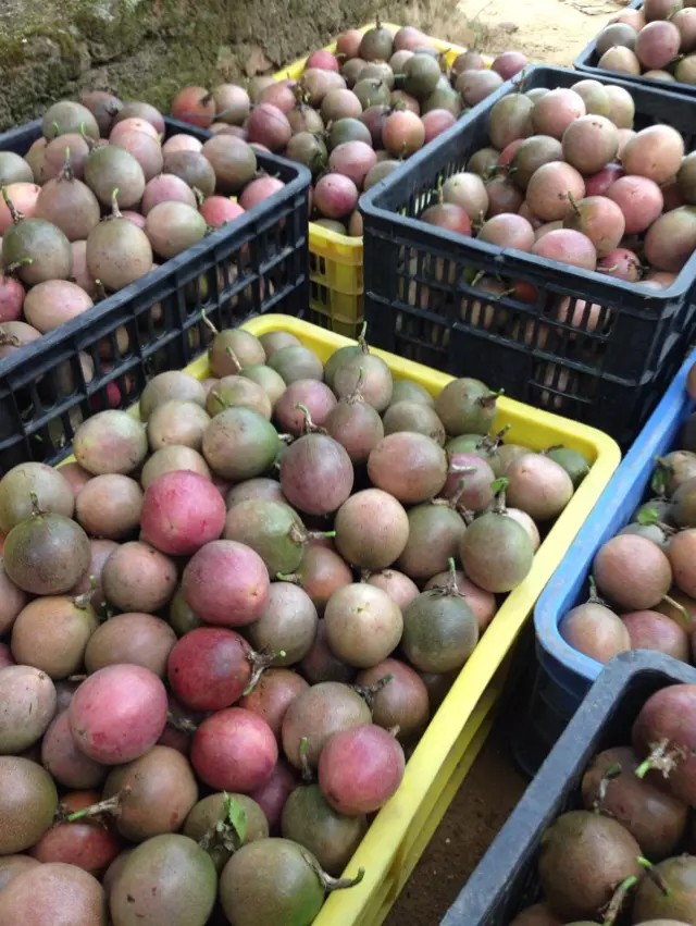 90 - 100克紫果百香果