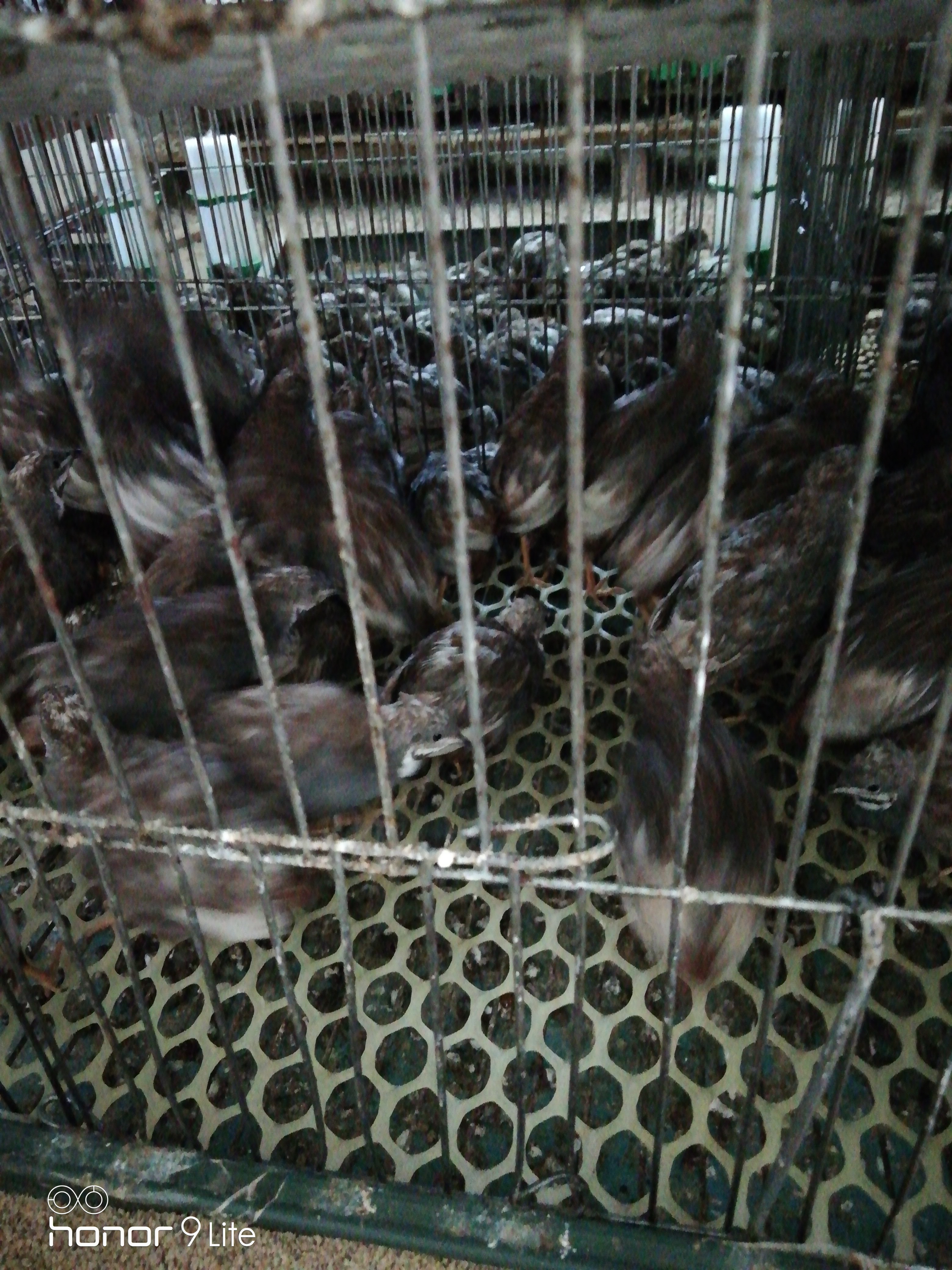 芦丁鸡 公 2斤以下
