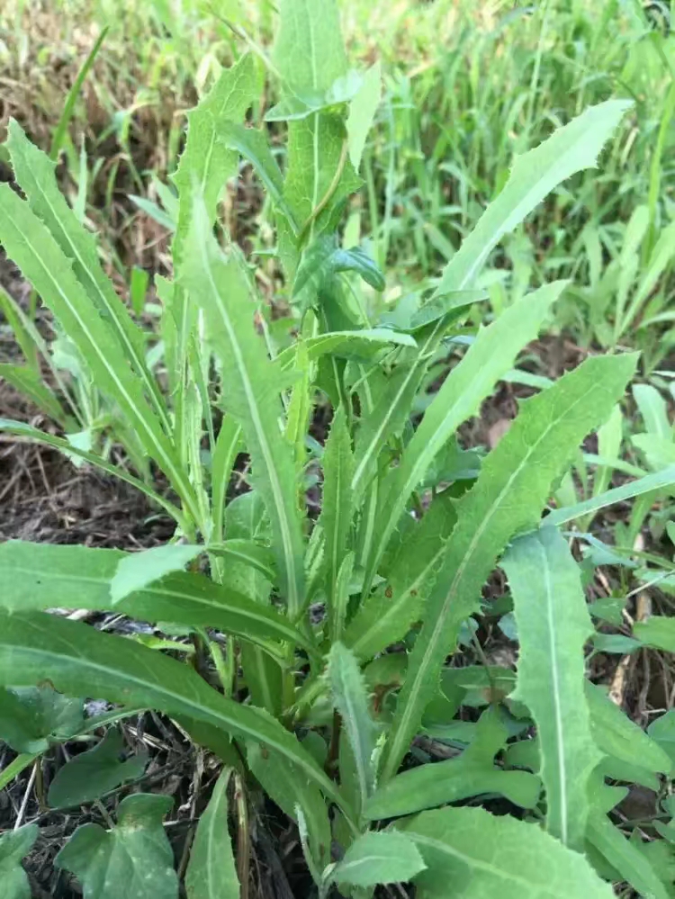 野生小苦菜,原始的味道!纯天然无污染!