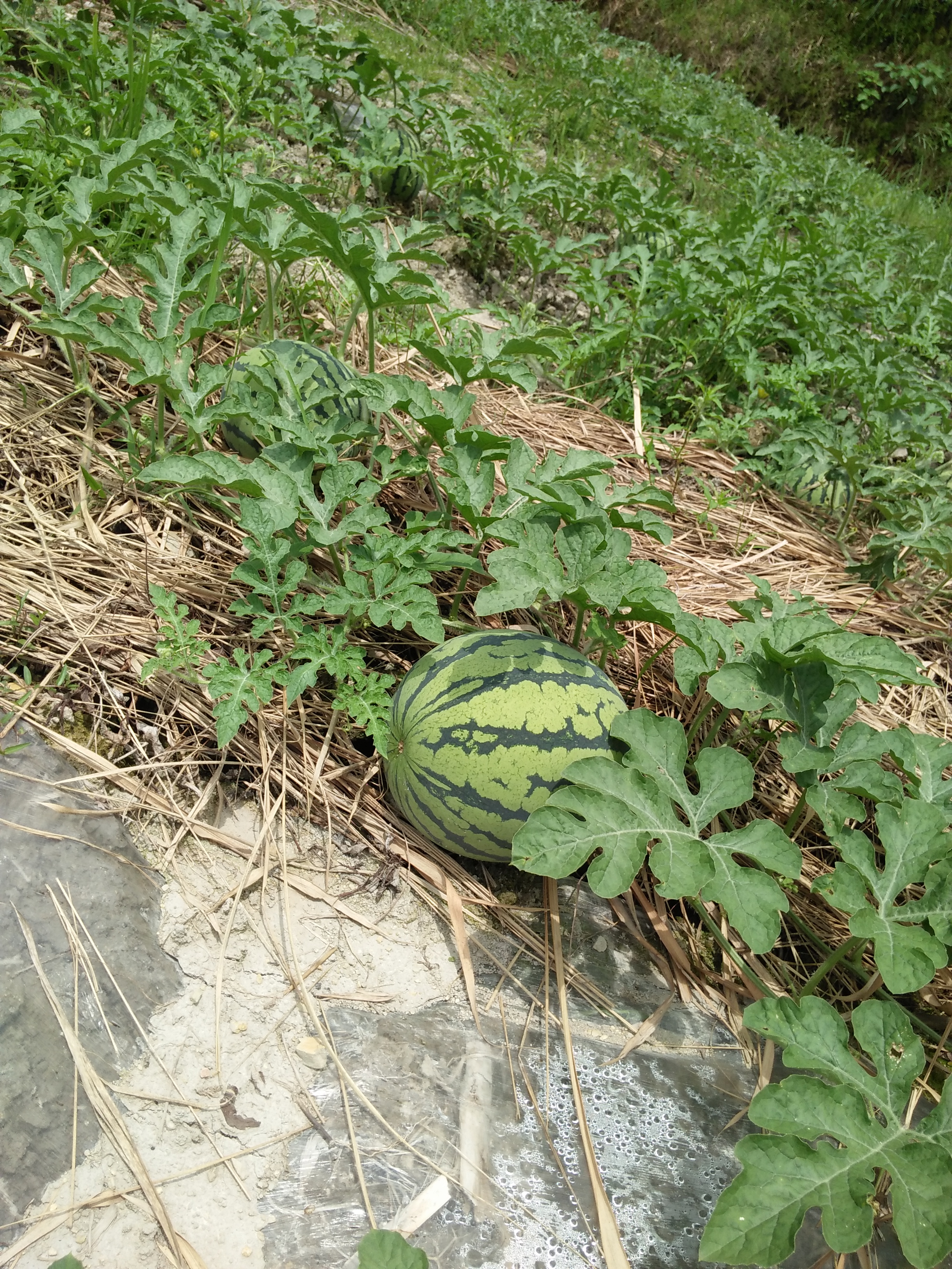 地雷西瓜 有籽 1茬 9成熟 7斤打底