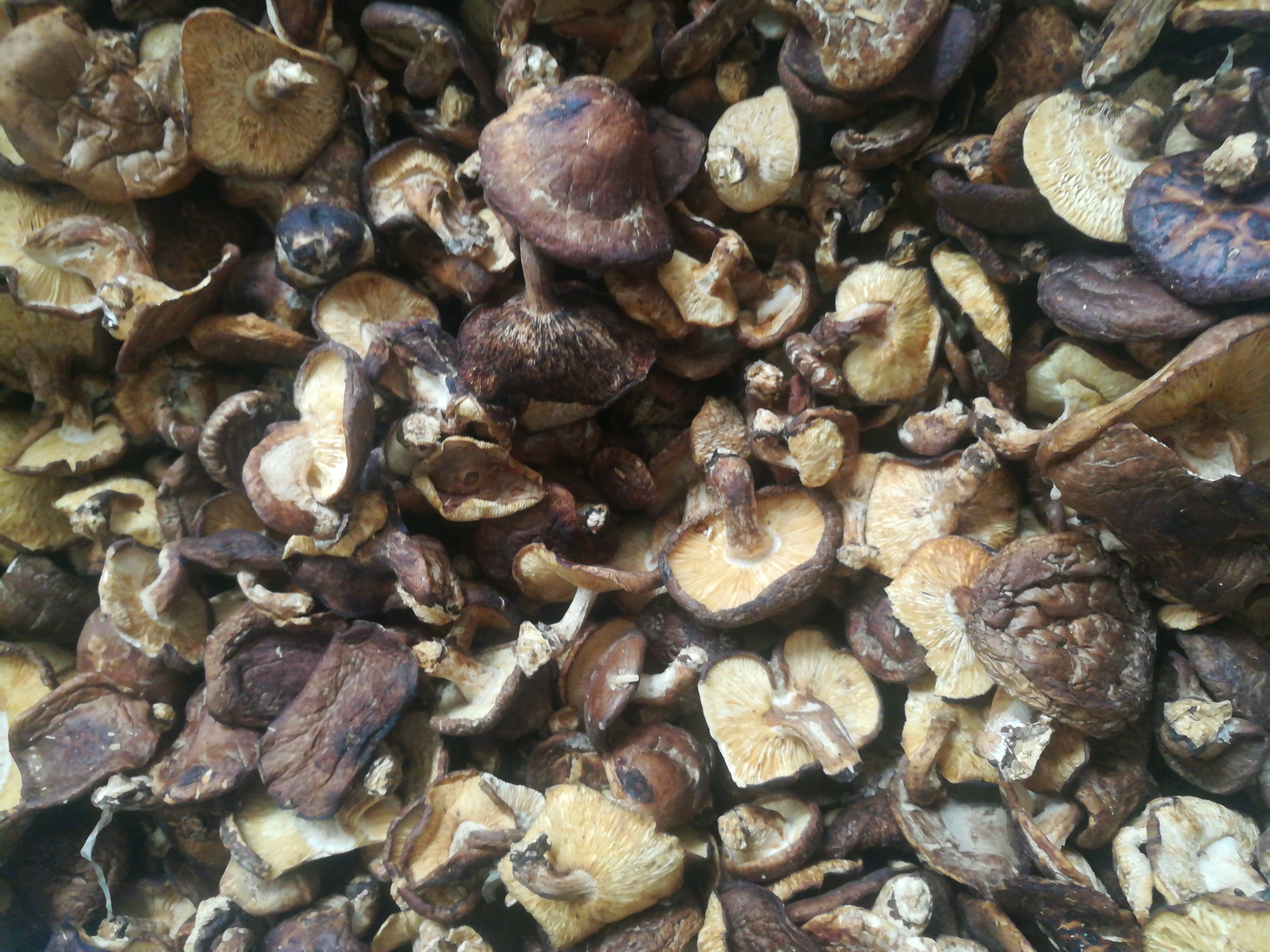 [蘑菇批发]干磨菇 散装 1年以上价格80元/斤 10斤起批