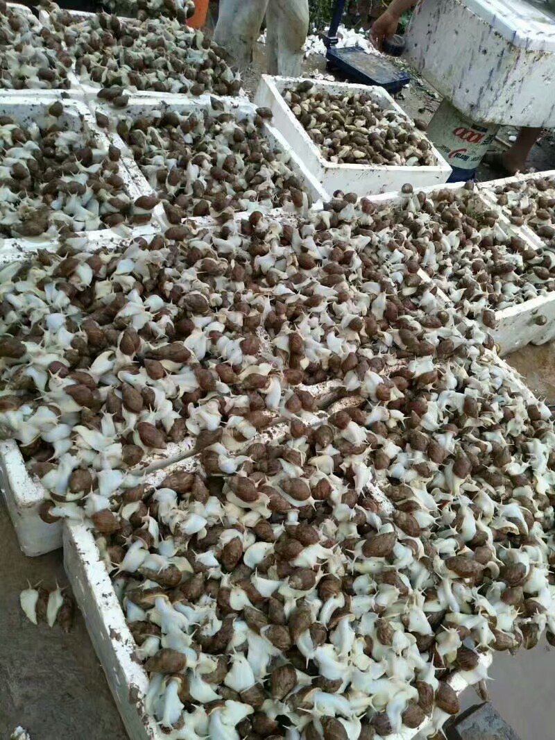 陈长光