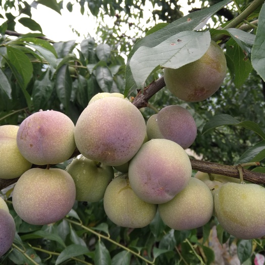 15 - 20mm半边红李子