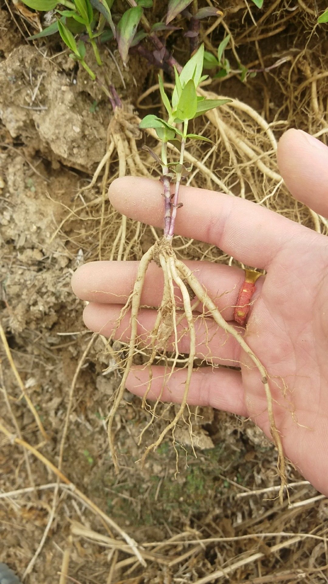 种植药材面积500多亩种子田100亩 是一家从事药材种苗,绿化苗木,果树