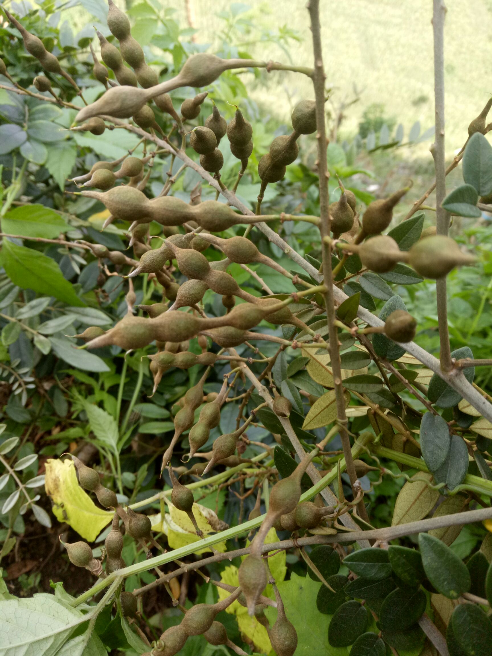 供应大厅  种子种苗  山豆根苗