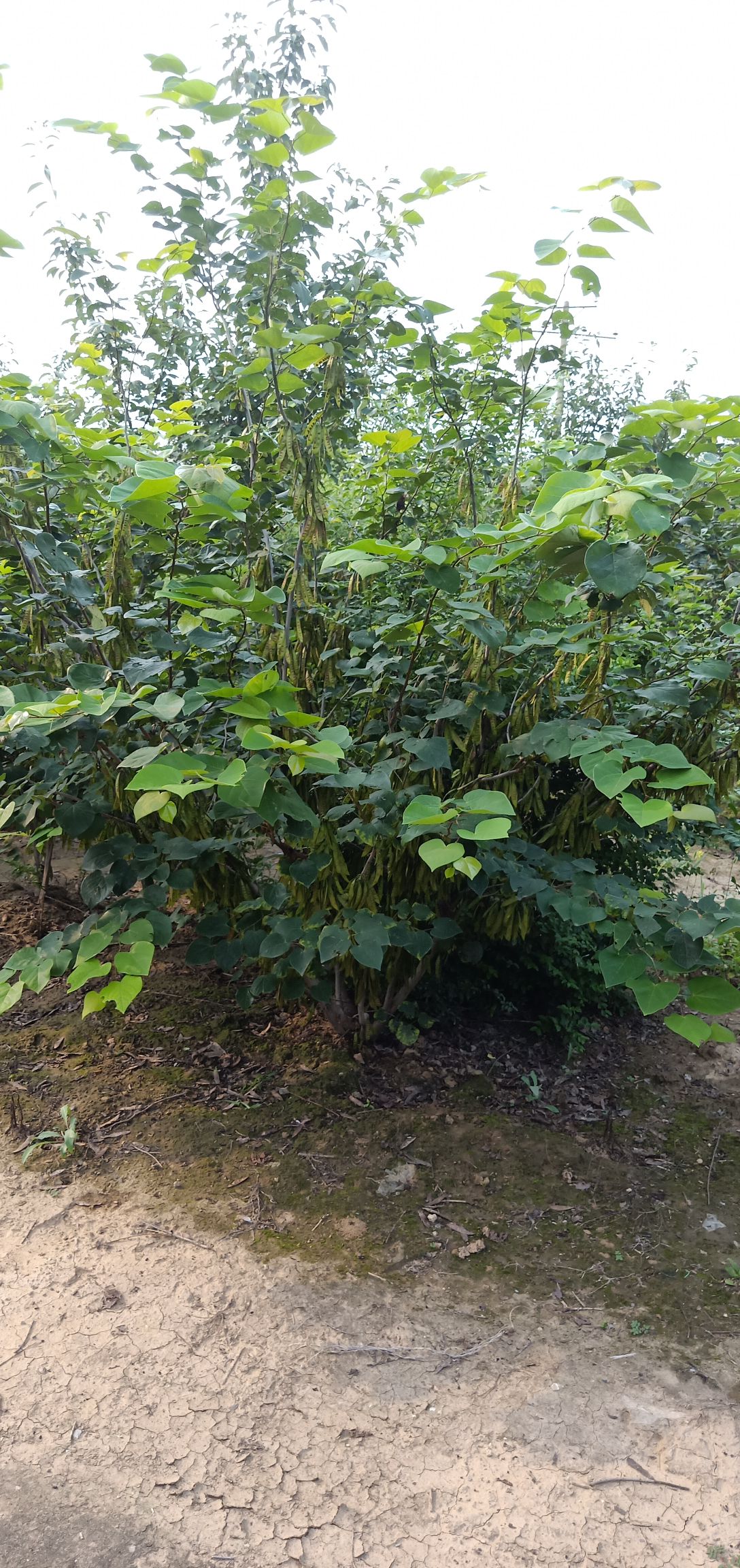 丛生紫荆