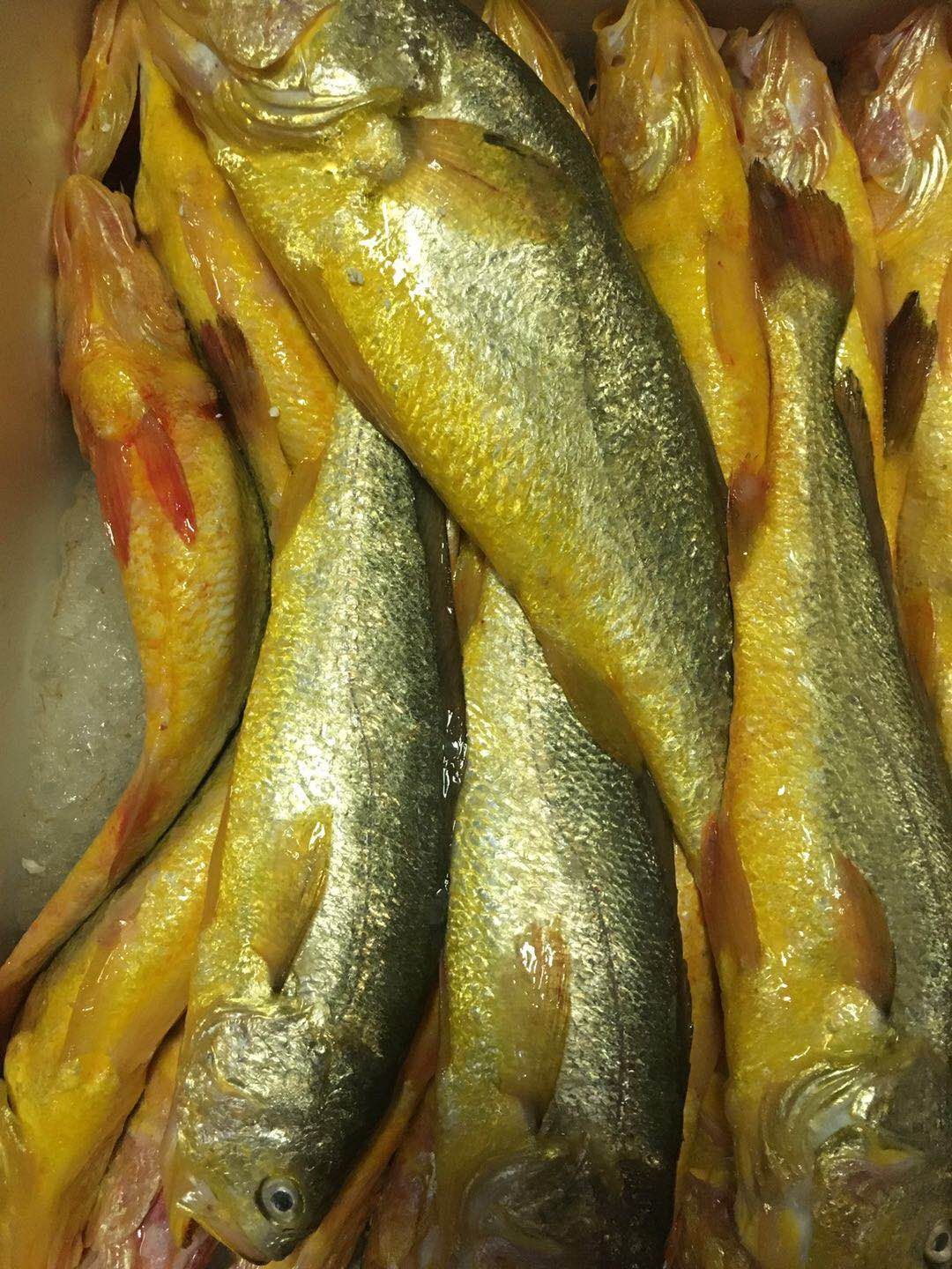 上海大黄鱼 人工养殖 1-1.5公斤