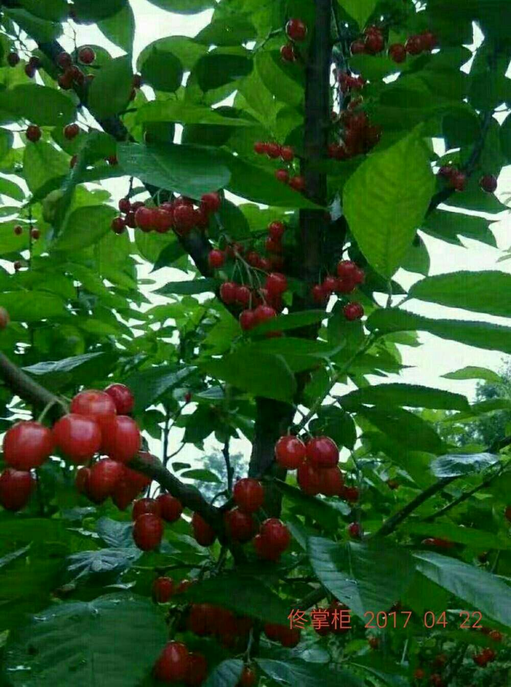玛瑙红樱桃树苗