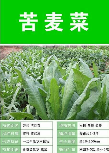 牧草 鹅菜苦荬菜种子苦麦菜种子适合鸡鸭鹅猪羊兔子食用