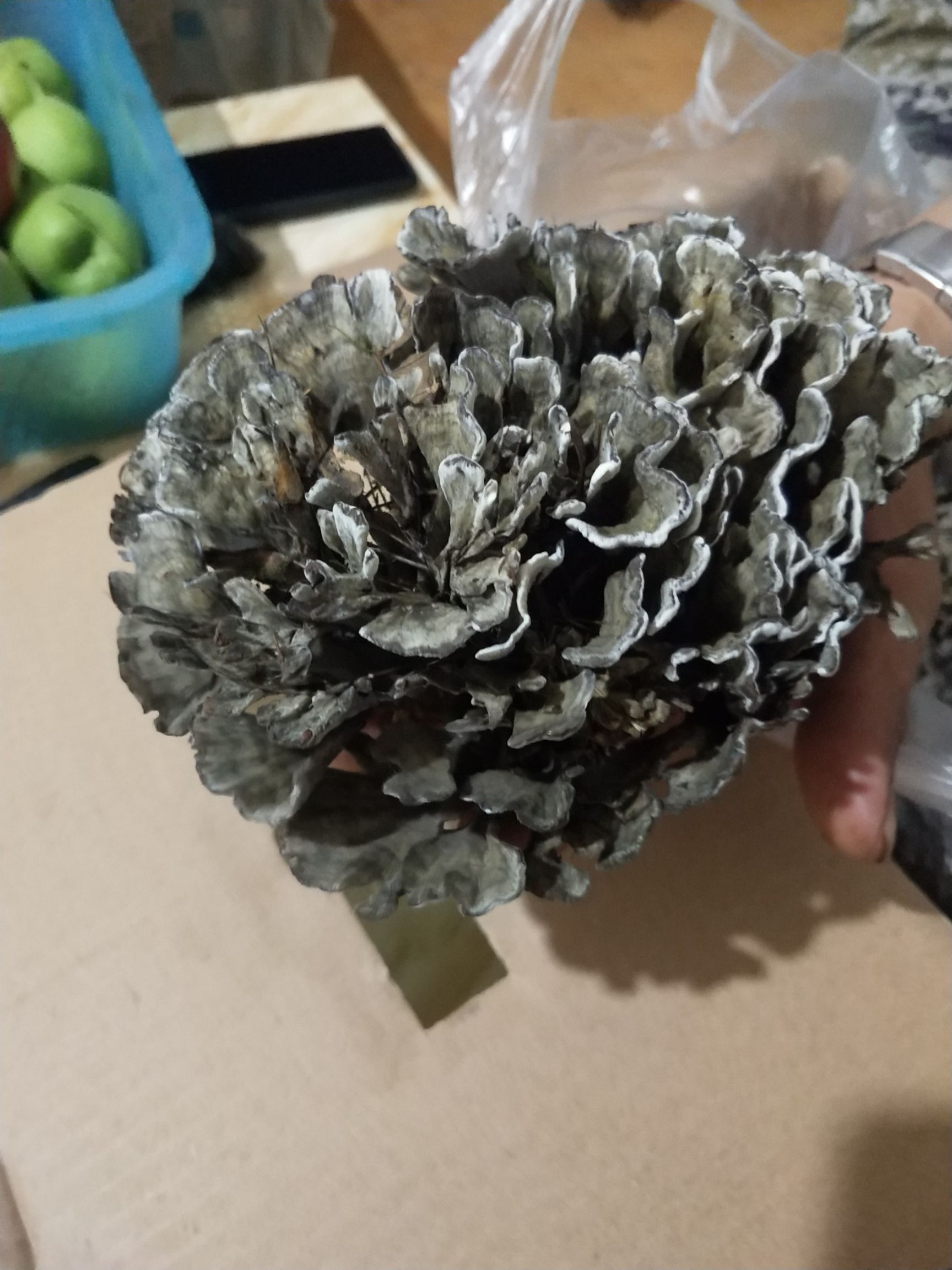 干巴菌 