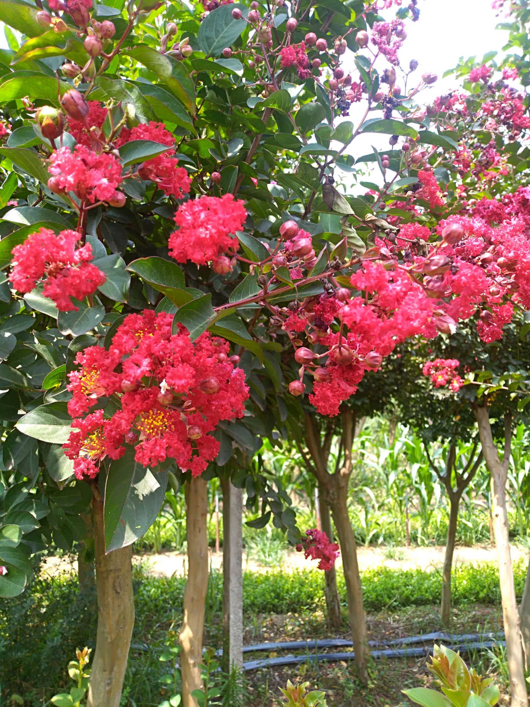 红花紫薇