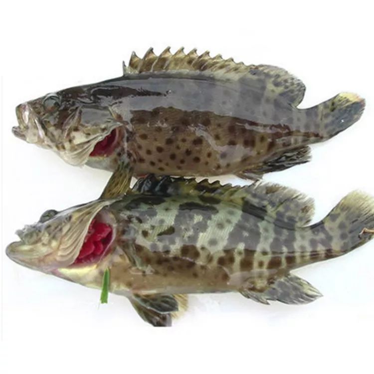 珍珠龙胆石斑鱼 人工养殖 1-1.5公斤