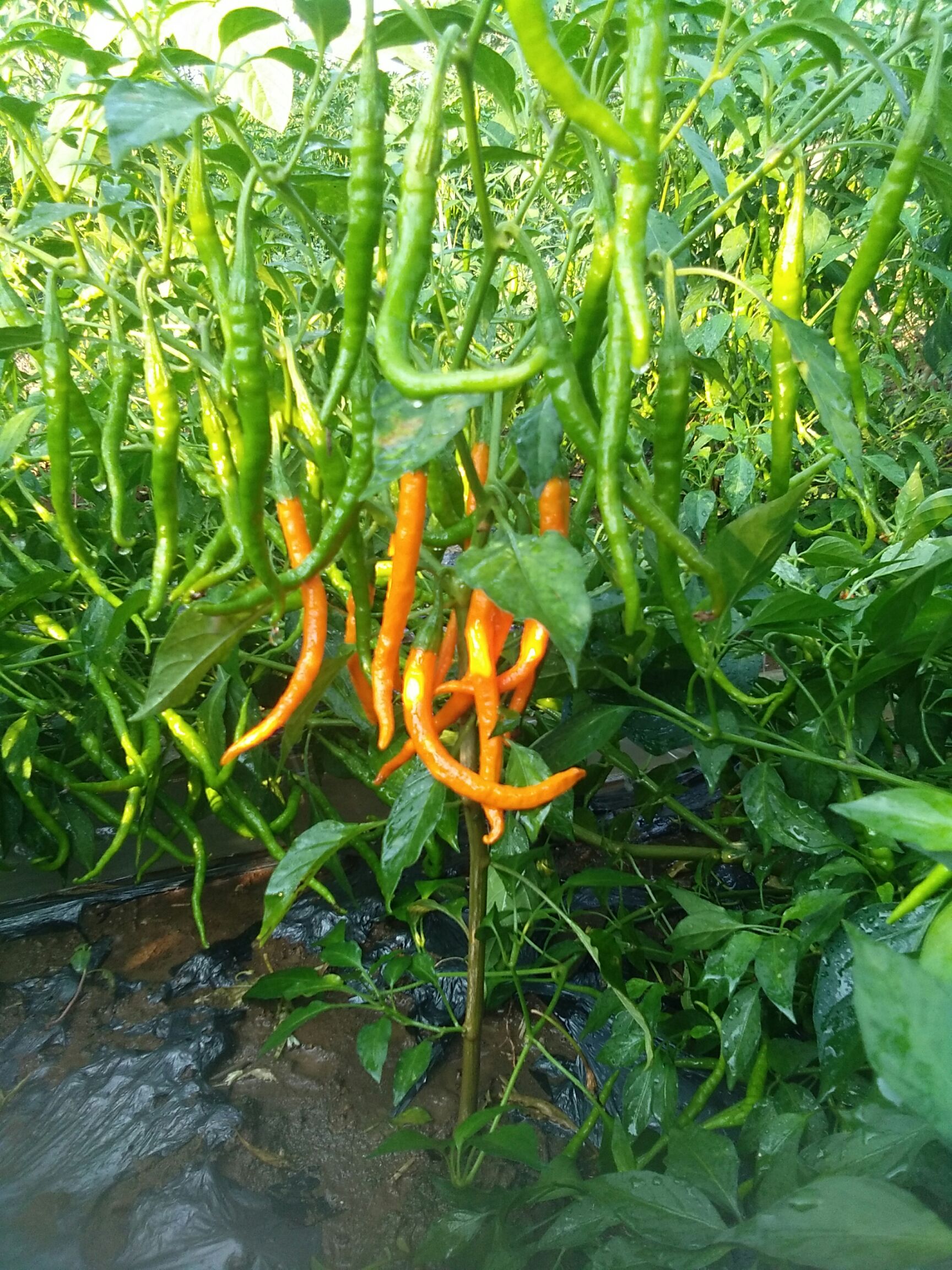 黄贡椒 10~15cm 黄色 中辣