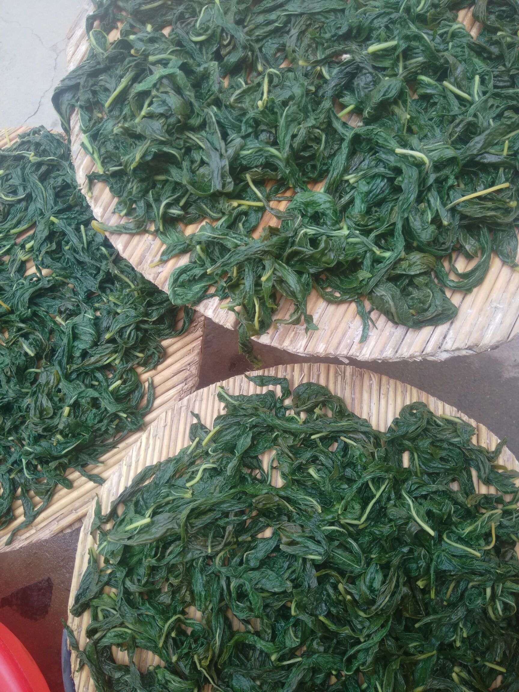 干芝麻叶 6-12个月
