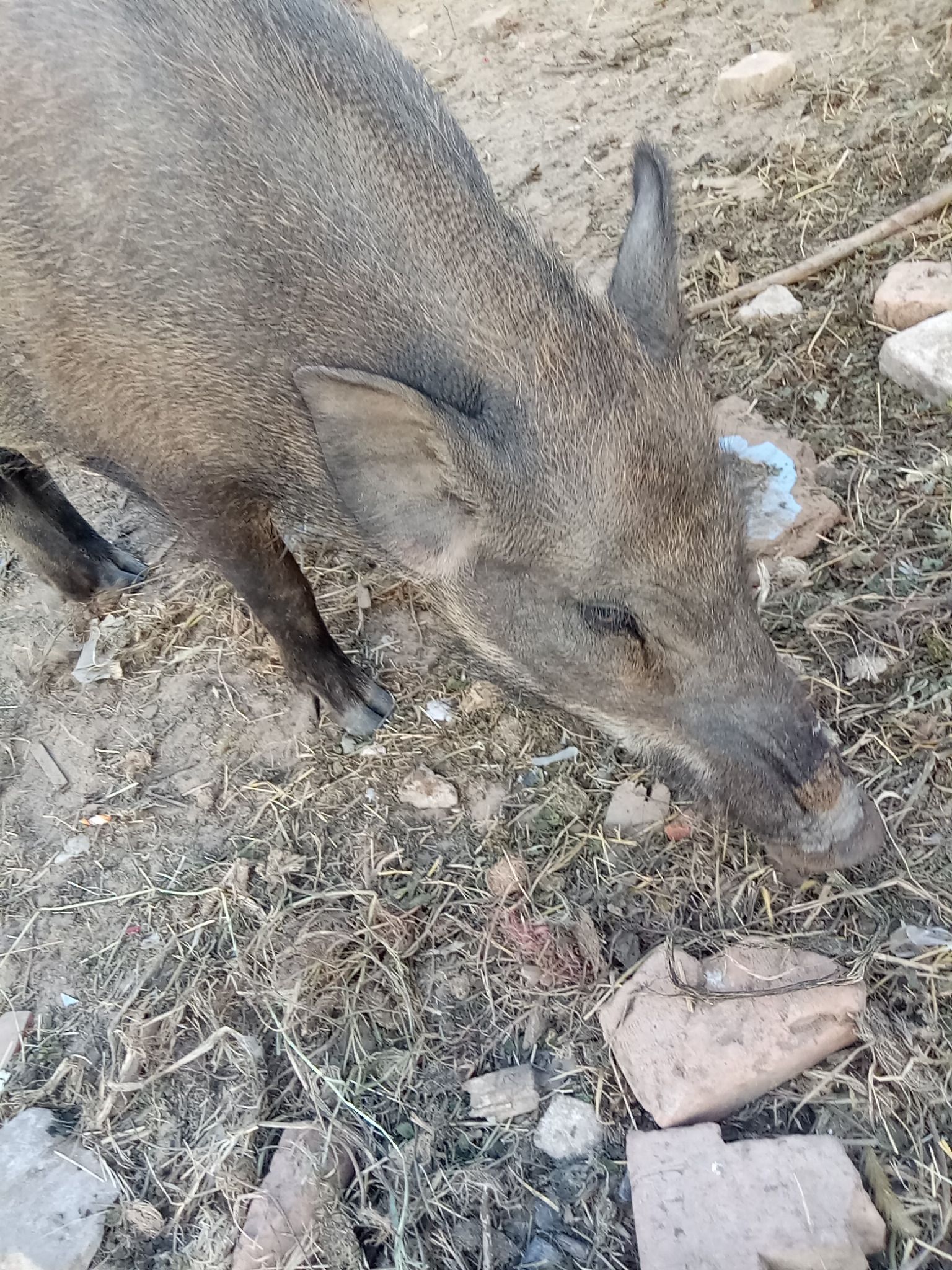 供应大厅  禽畜肉蛋  野猪  商品属性 品种名:生态野猪 重量:30-40斤