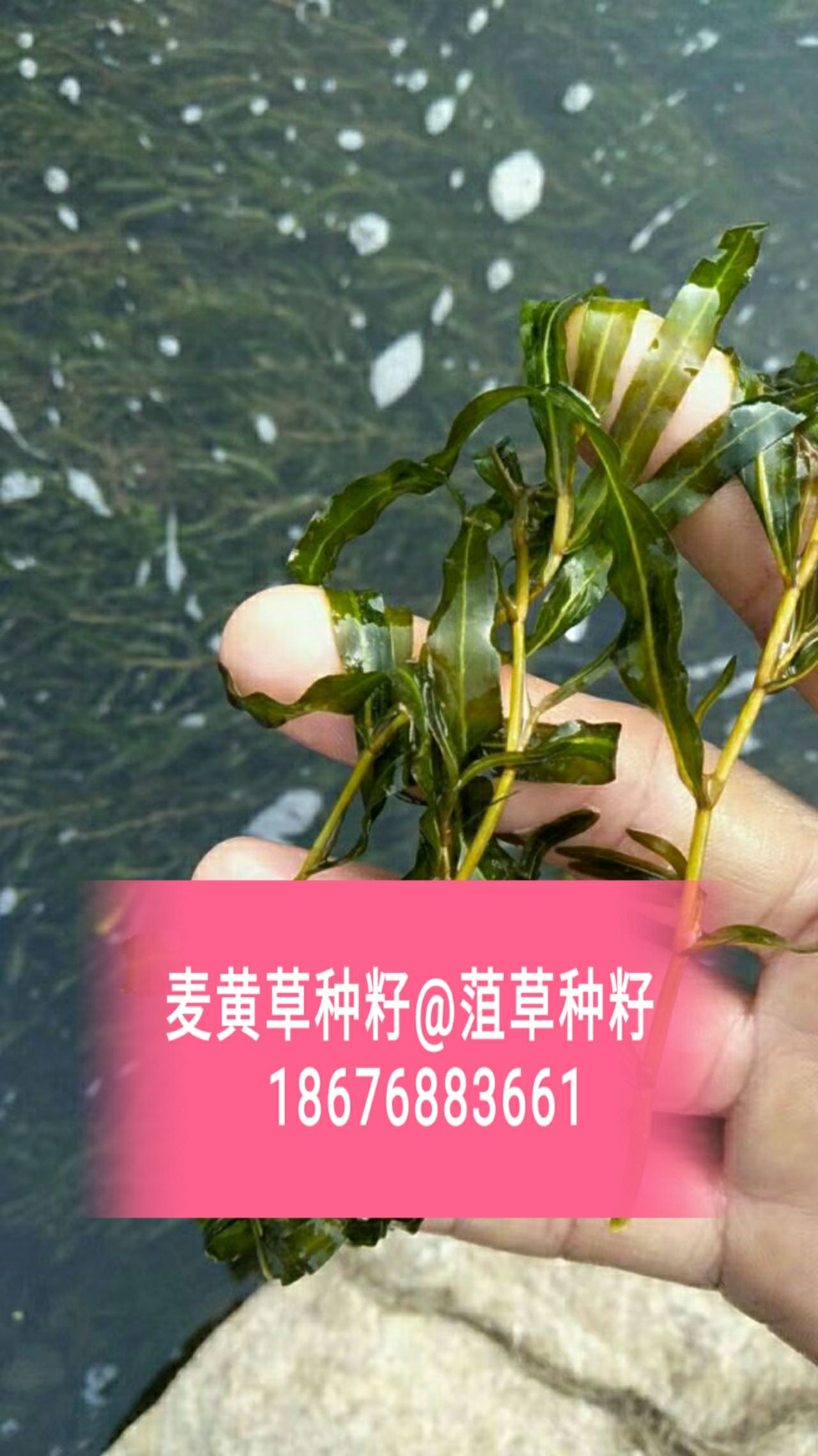 [麦黄草批发]麦黄草养殖虾蟹水草价格5元/斤 - 惠农网