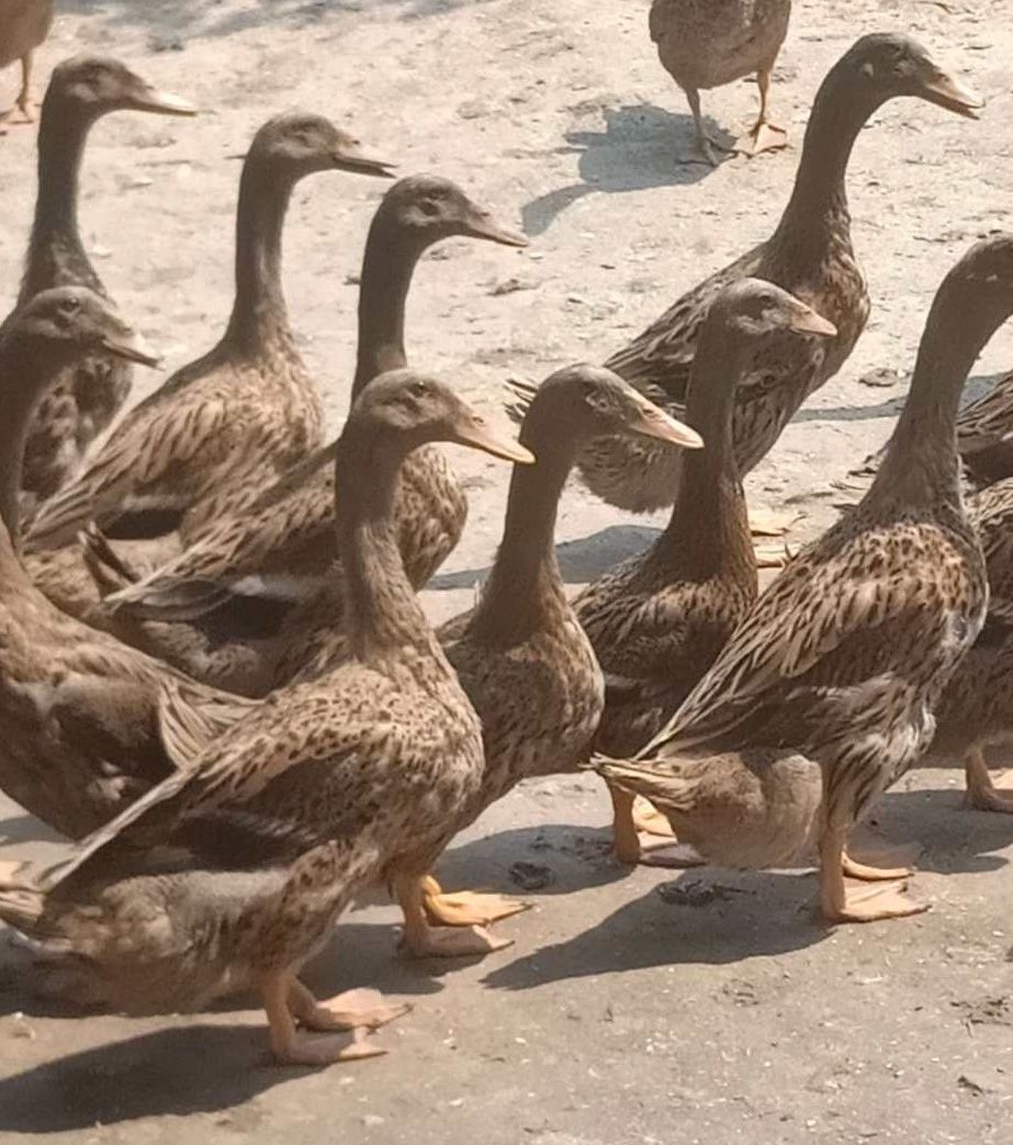 河南全散养金定鸭