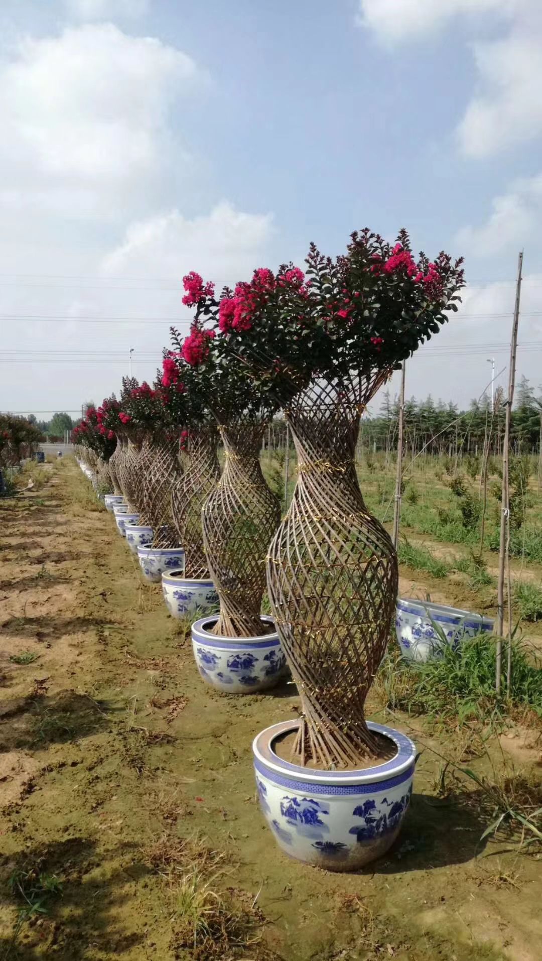 供应大厅  苗木花草  紫薇  商品属性 品种名:紫薇树 地径:20公分以上