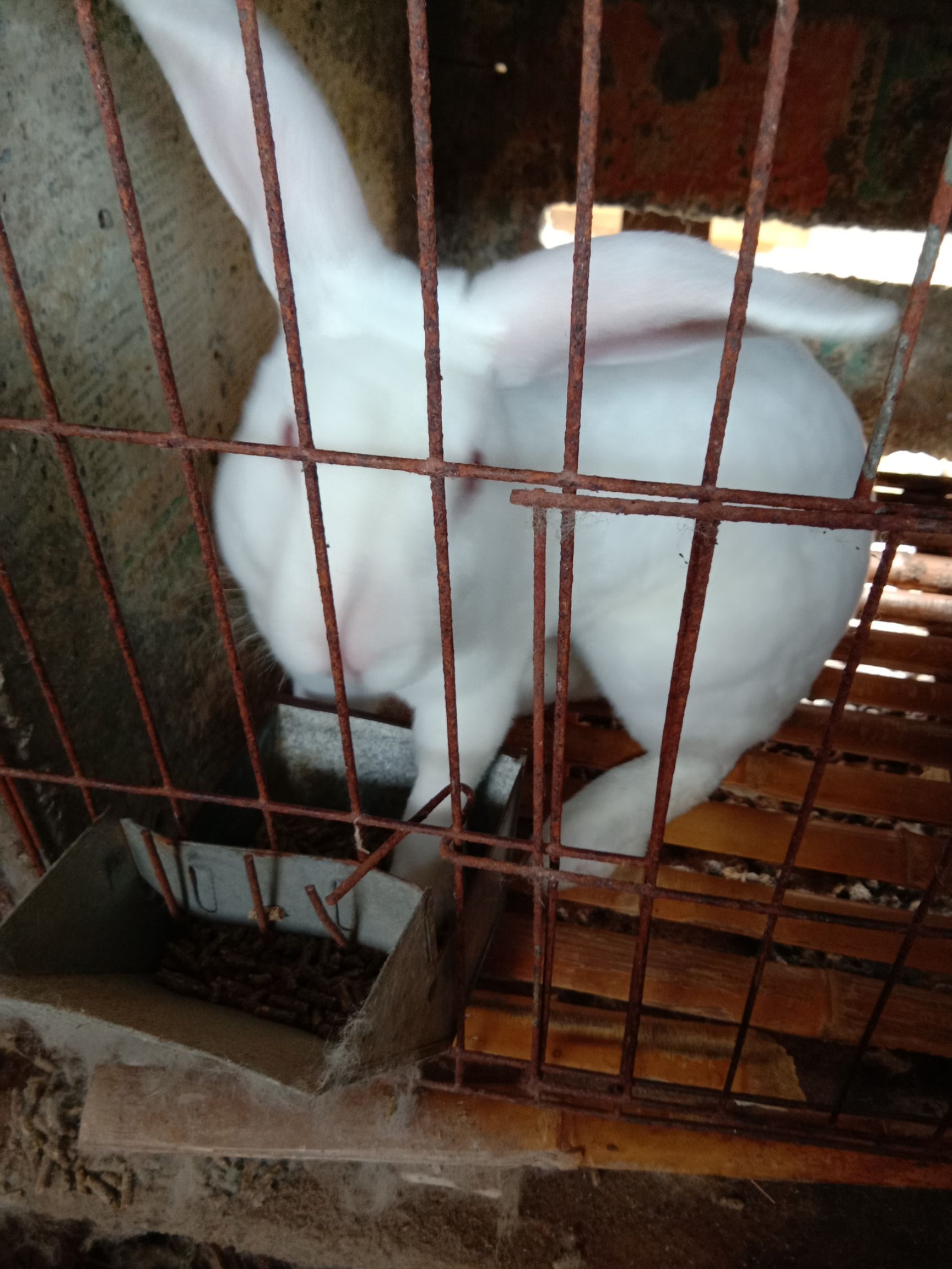 獭兔种兔 3-5斤