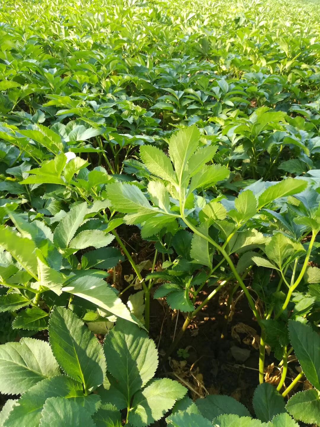 白芷种子