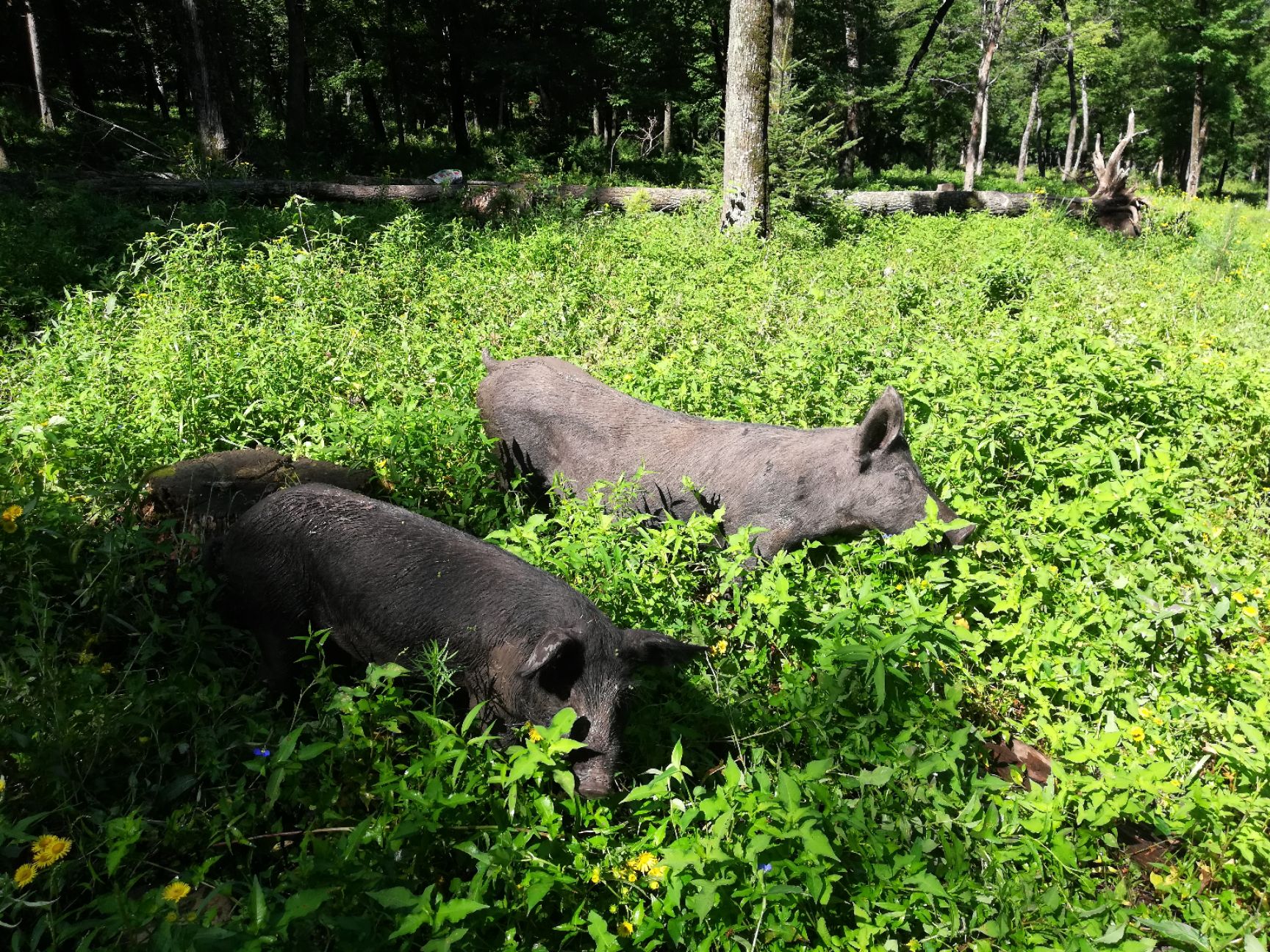 山林黑猪 200-300斤