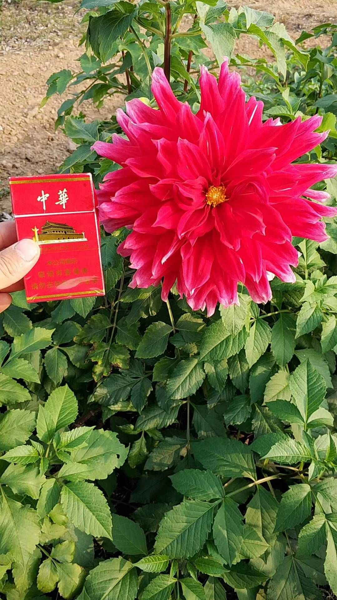 大丽花种子
