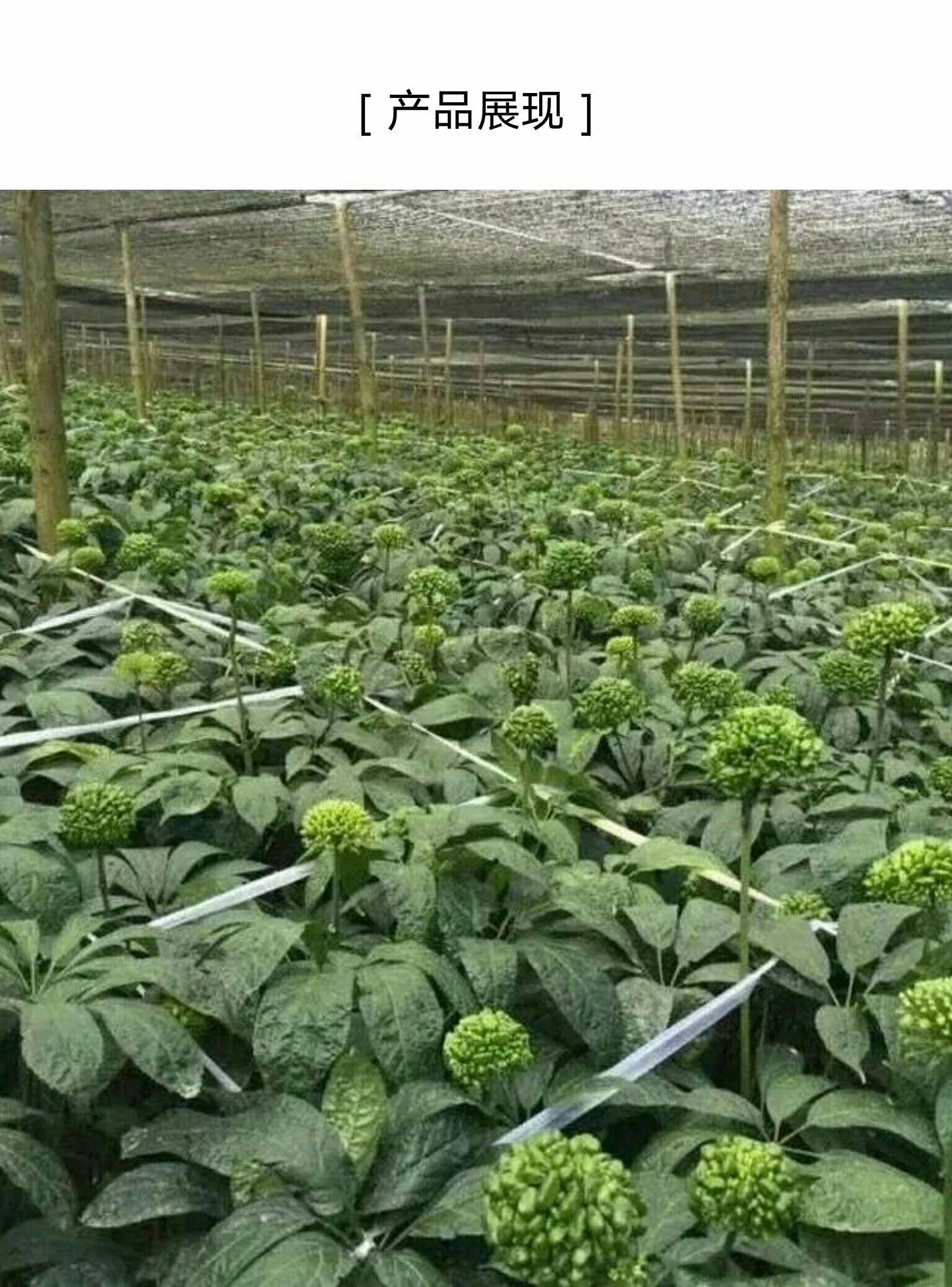 三七花 