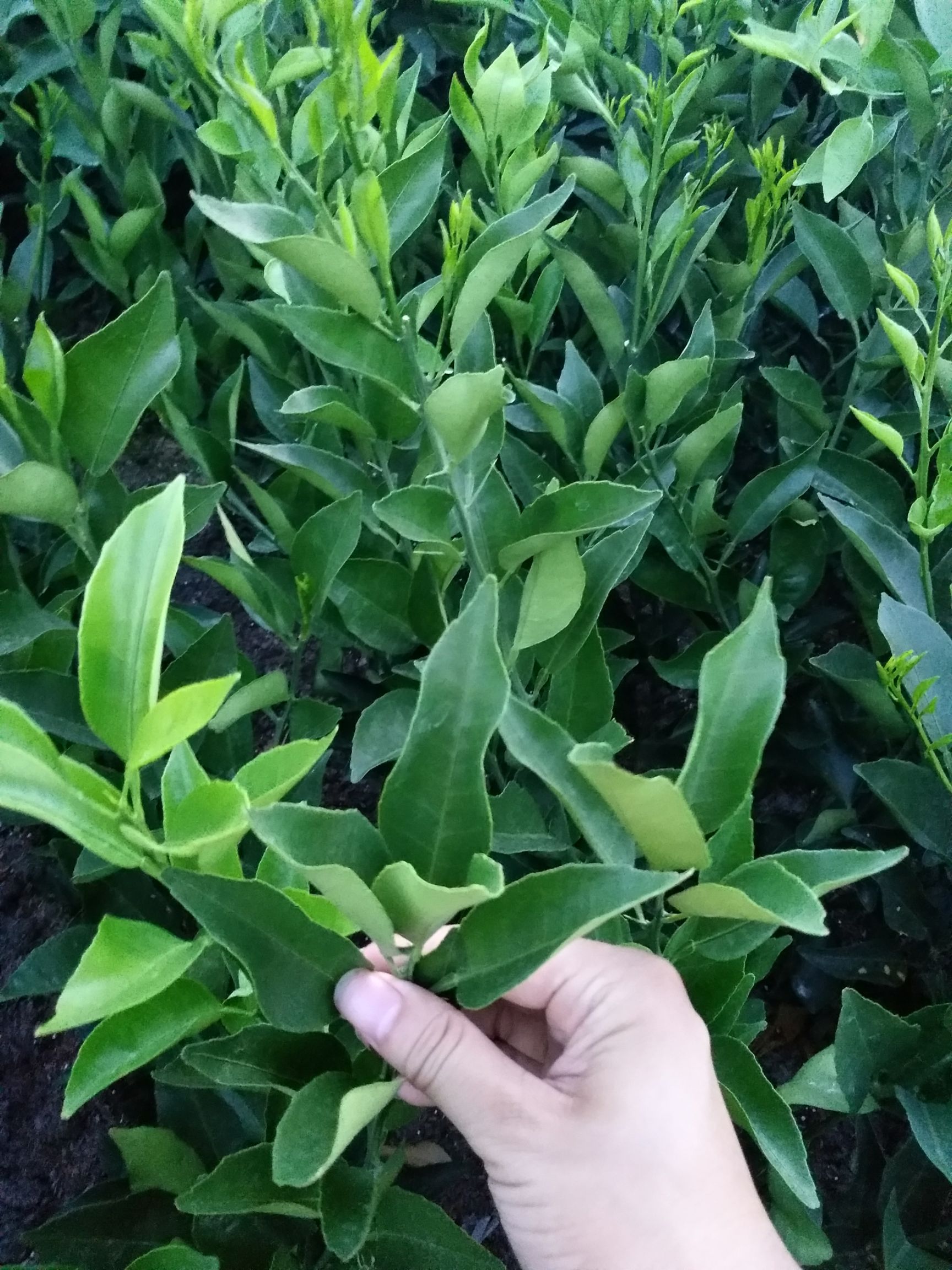 明日见柑橘苗 基地直供 技术支持
