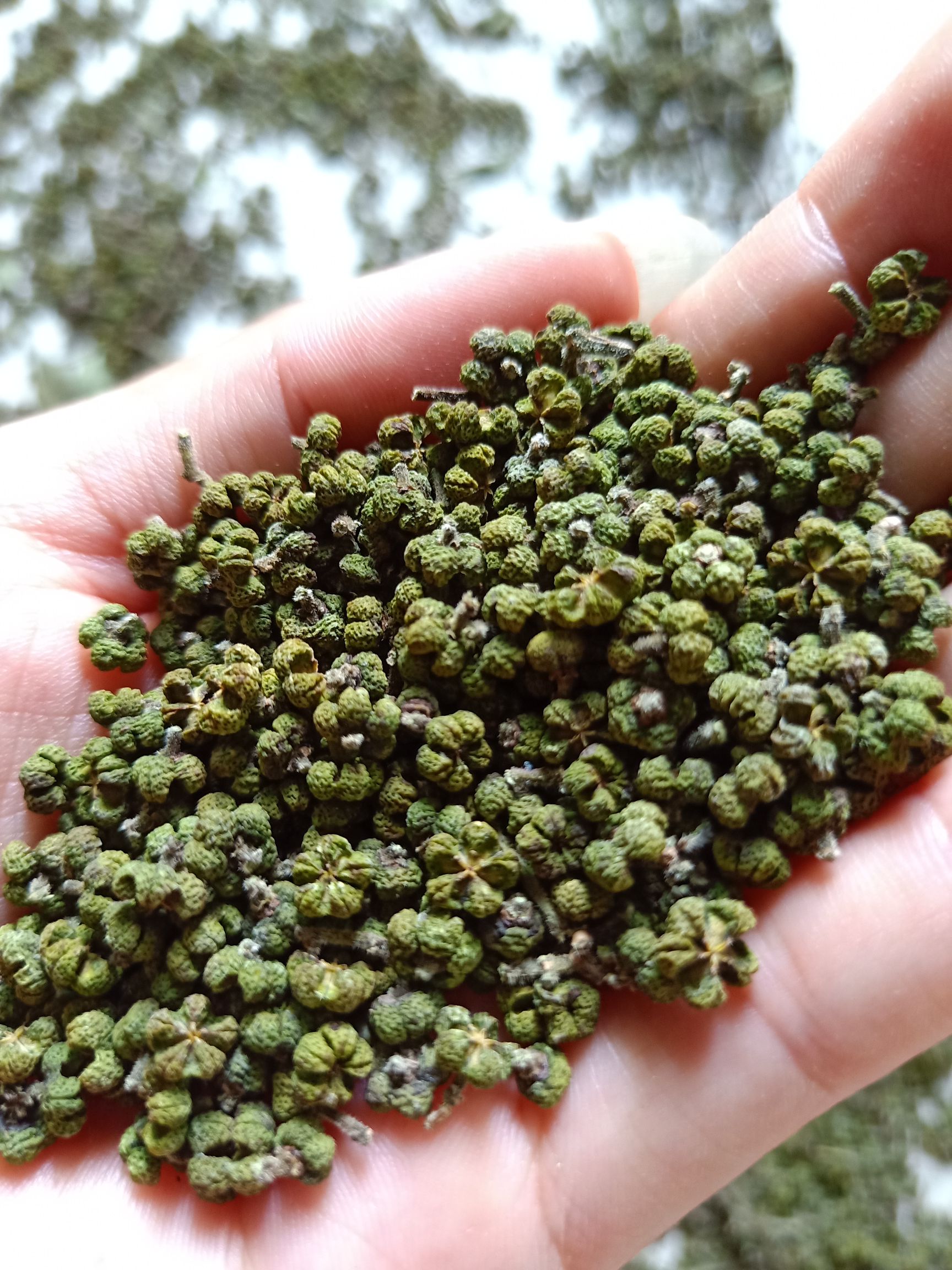 吴茱萸 
