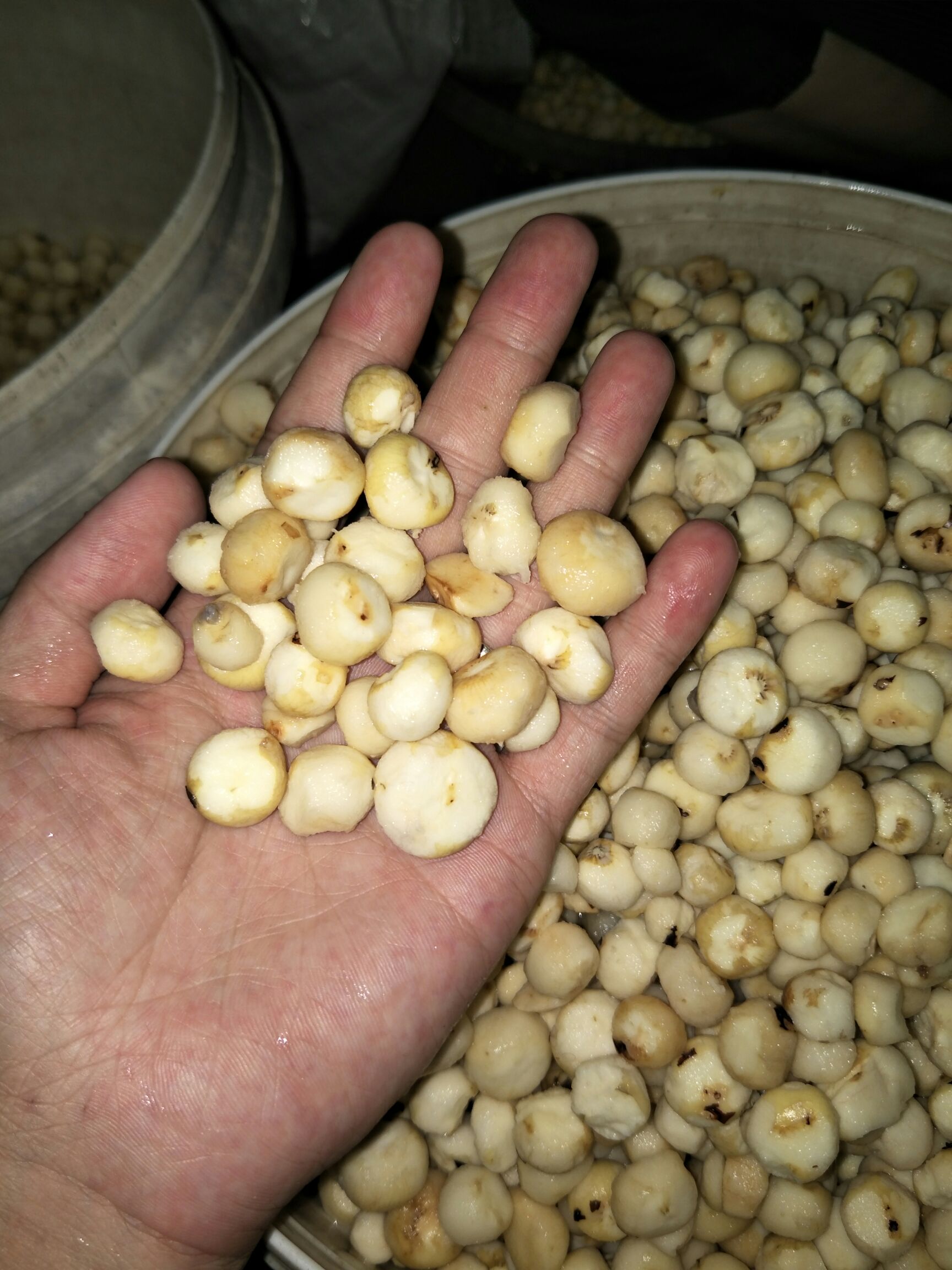 珍珠马蹄 小号