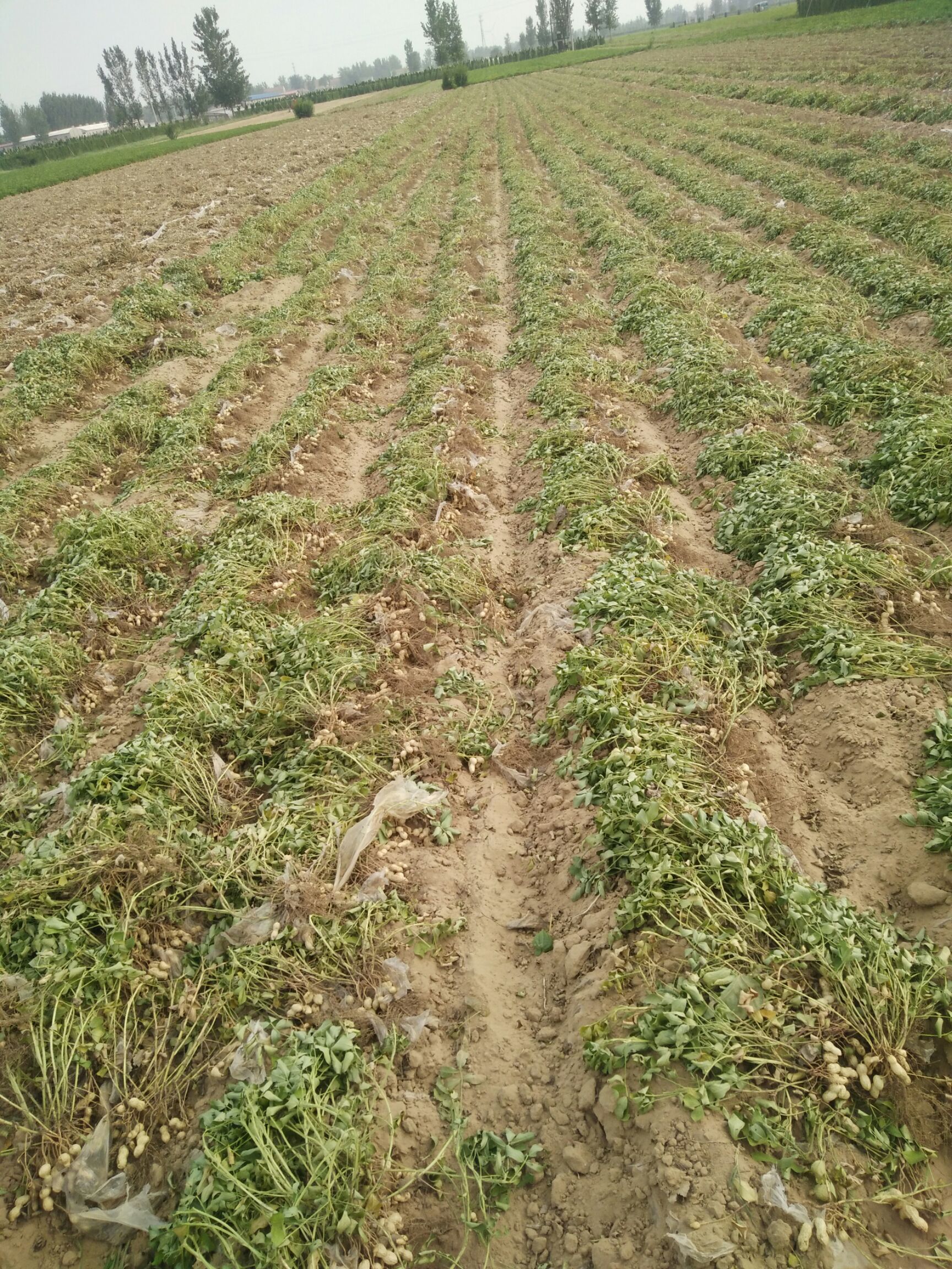 花育系列 花生种子 手剥花生米 花生芽菜专用 田地专用种