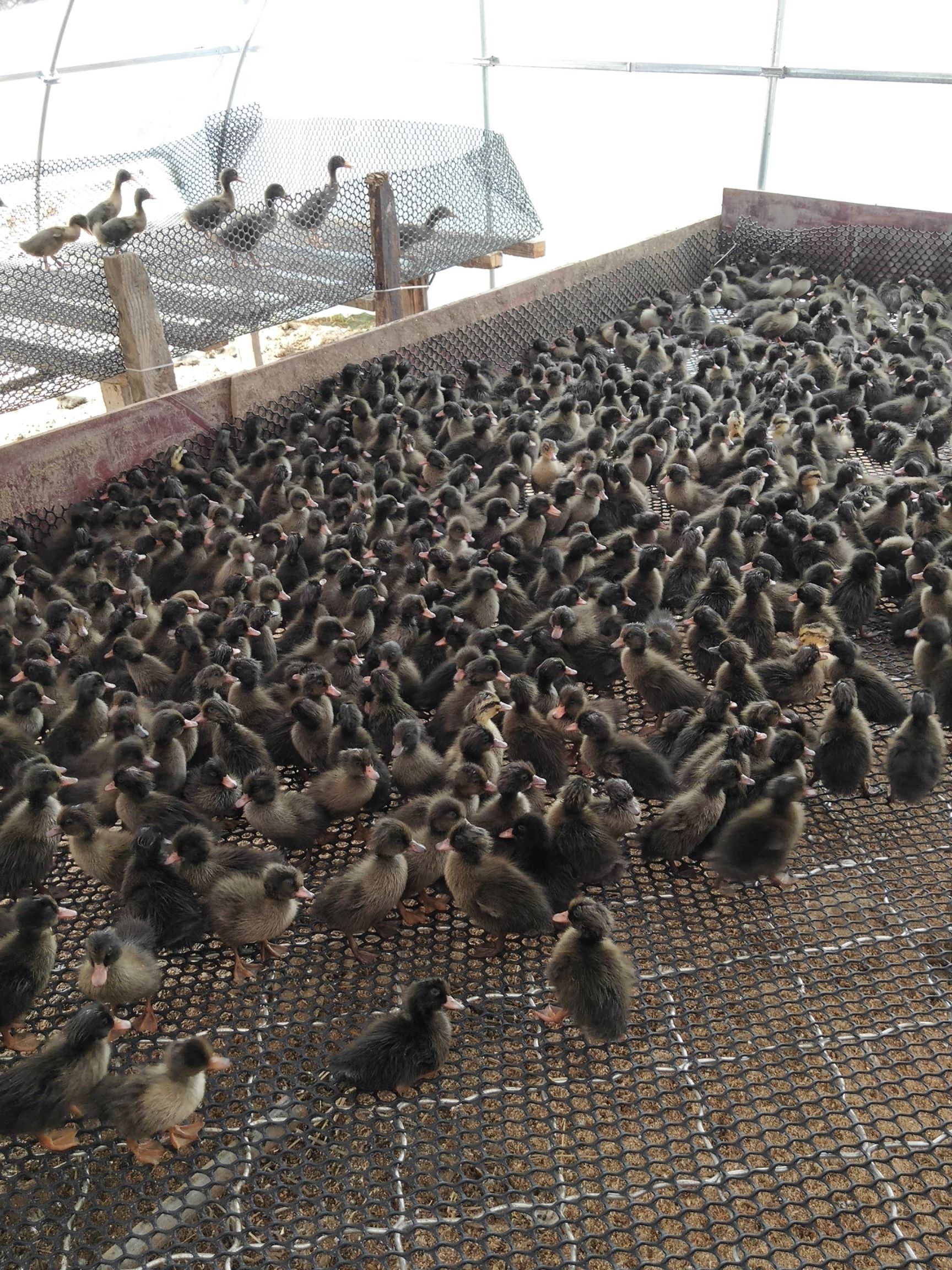 金定鸭苗批发采购_金定鸭苗供应_金定鸭苗价