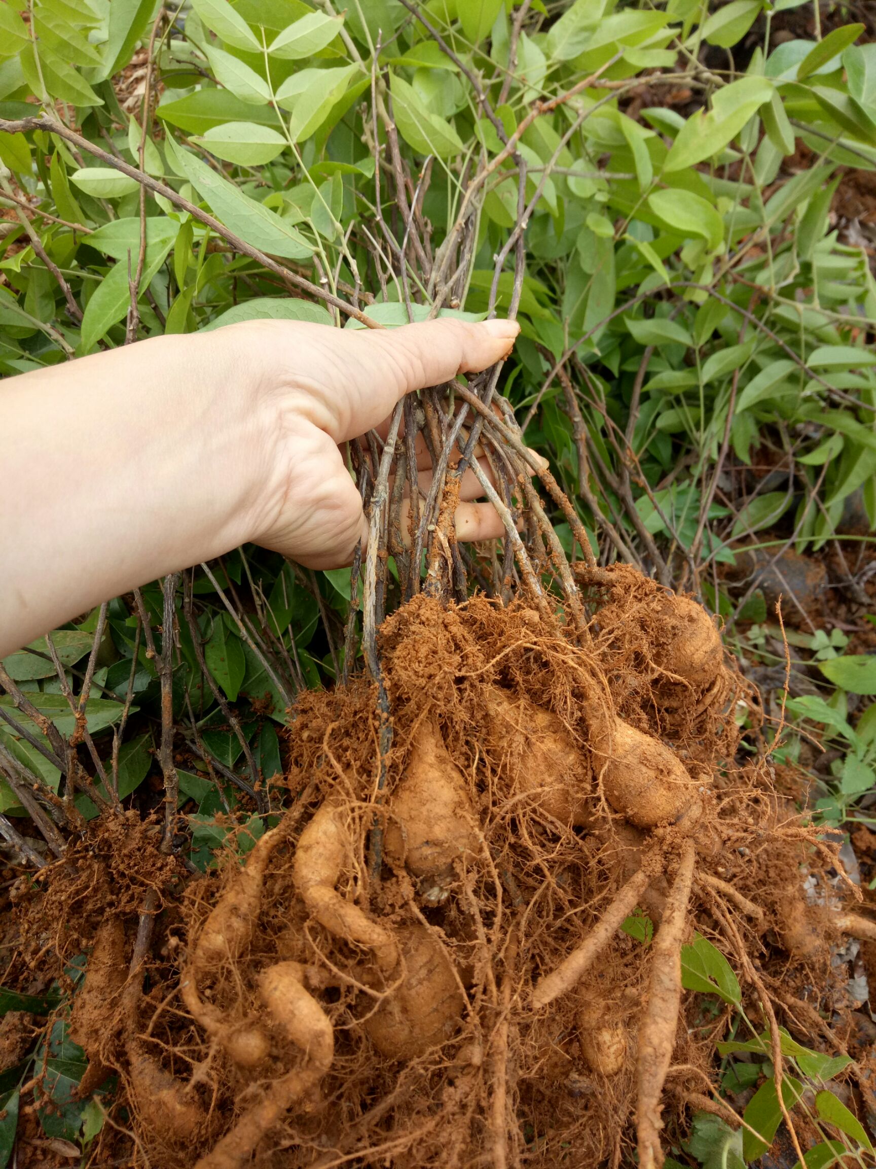 牛大力苗