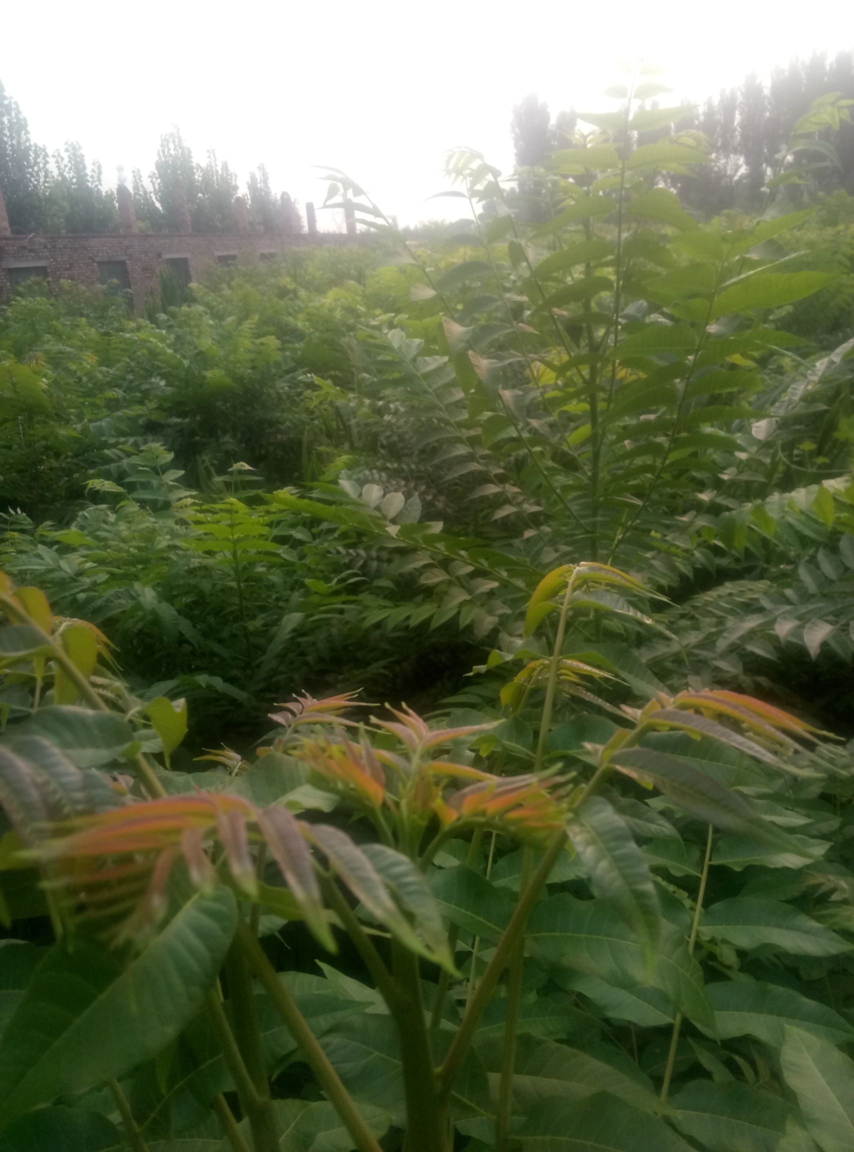 红油香椿芽 露天种植 袋装 一级