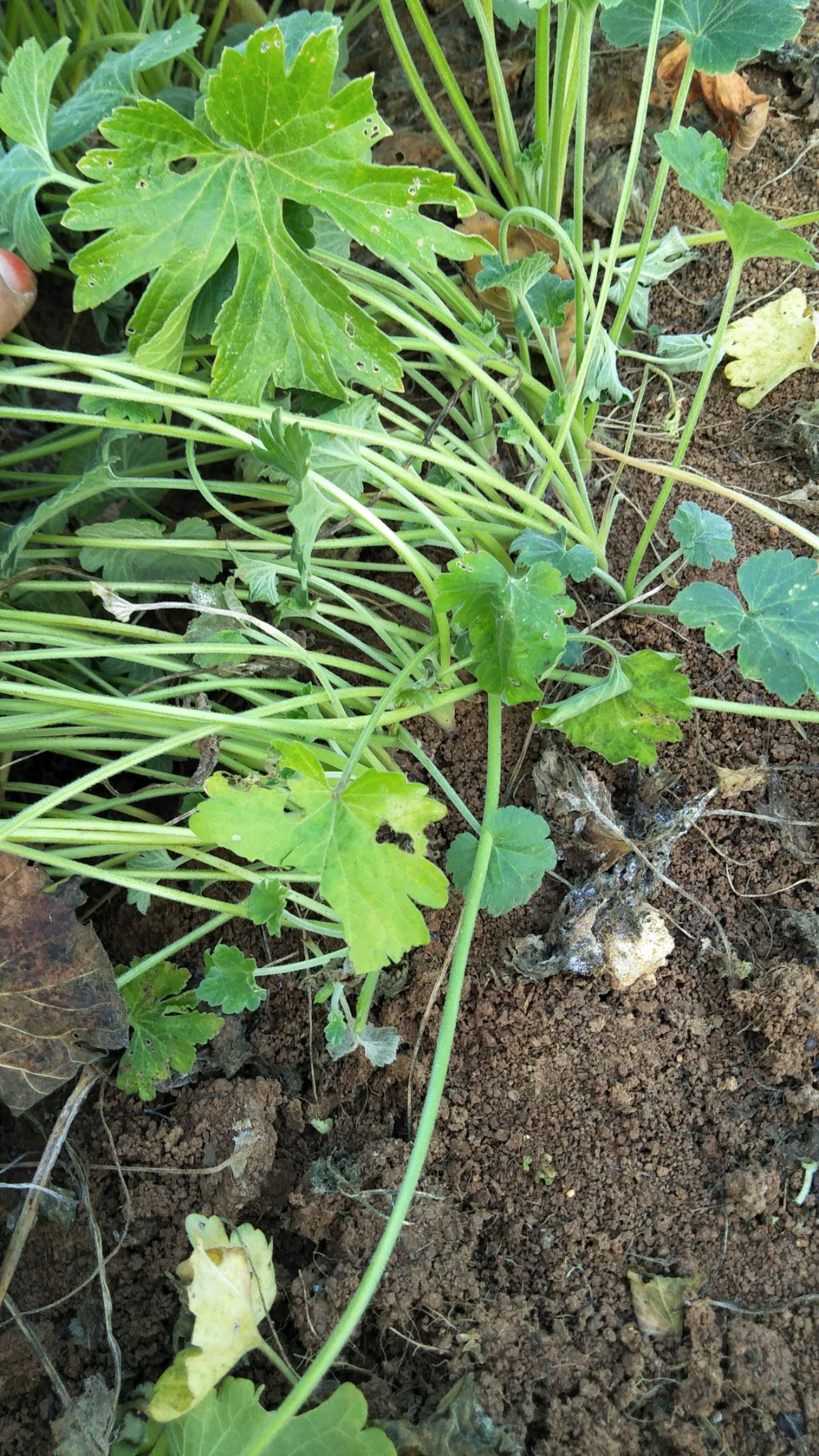 益母草 
