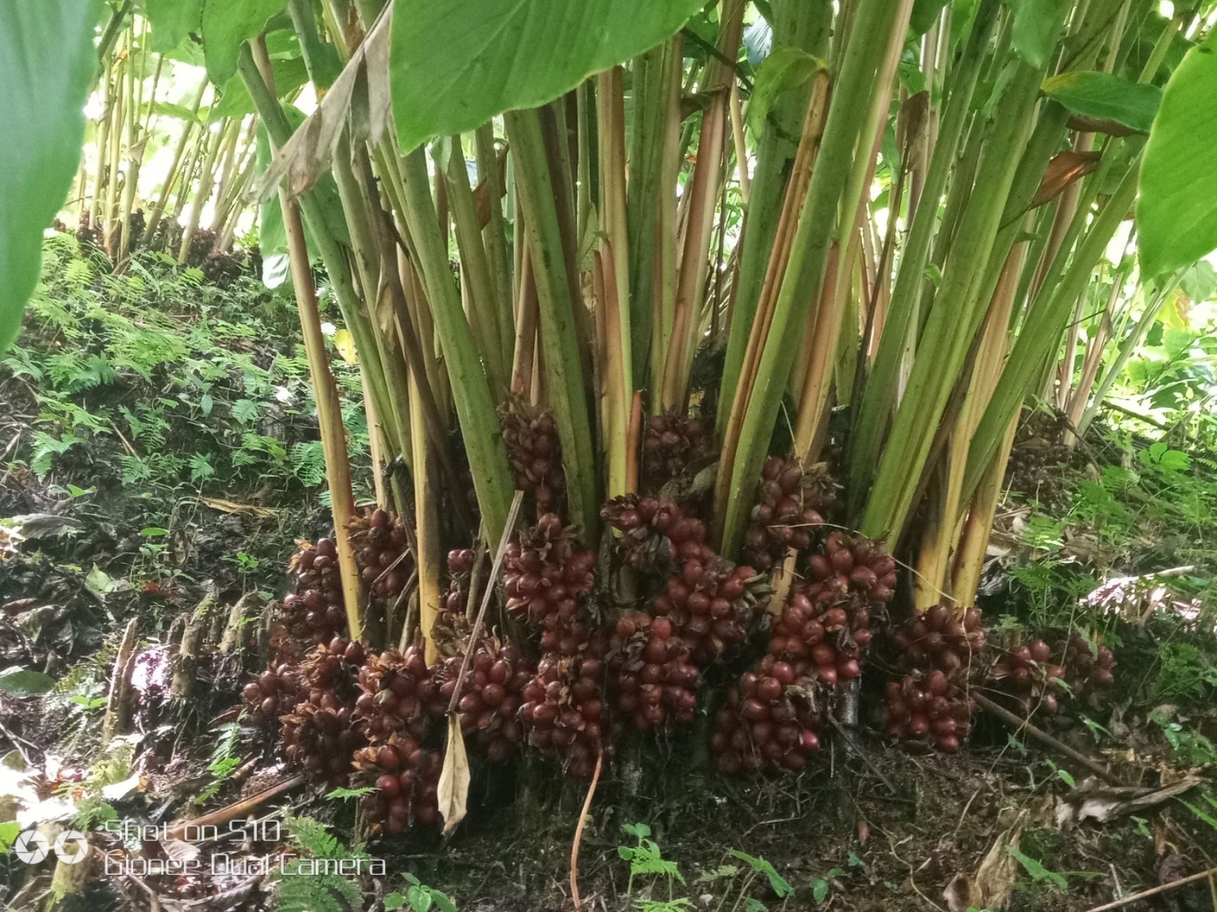 草果